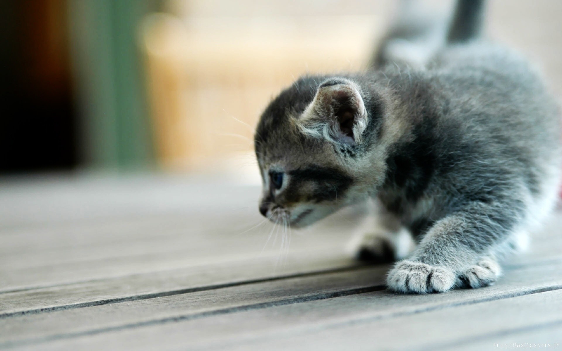 Baixar papel de parede para celular de Animais, Gato gratuito.