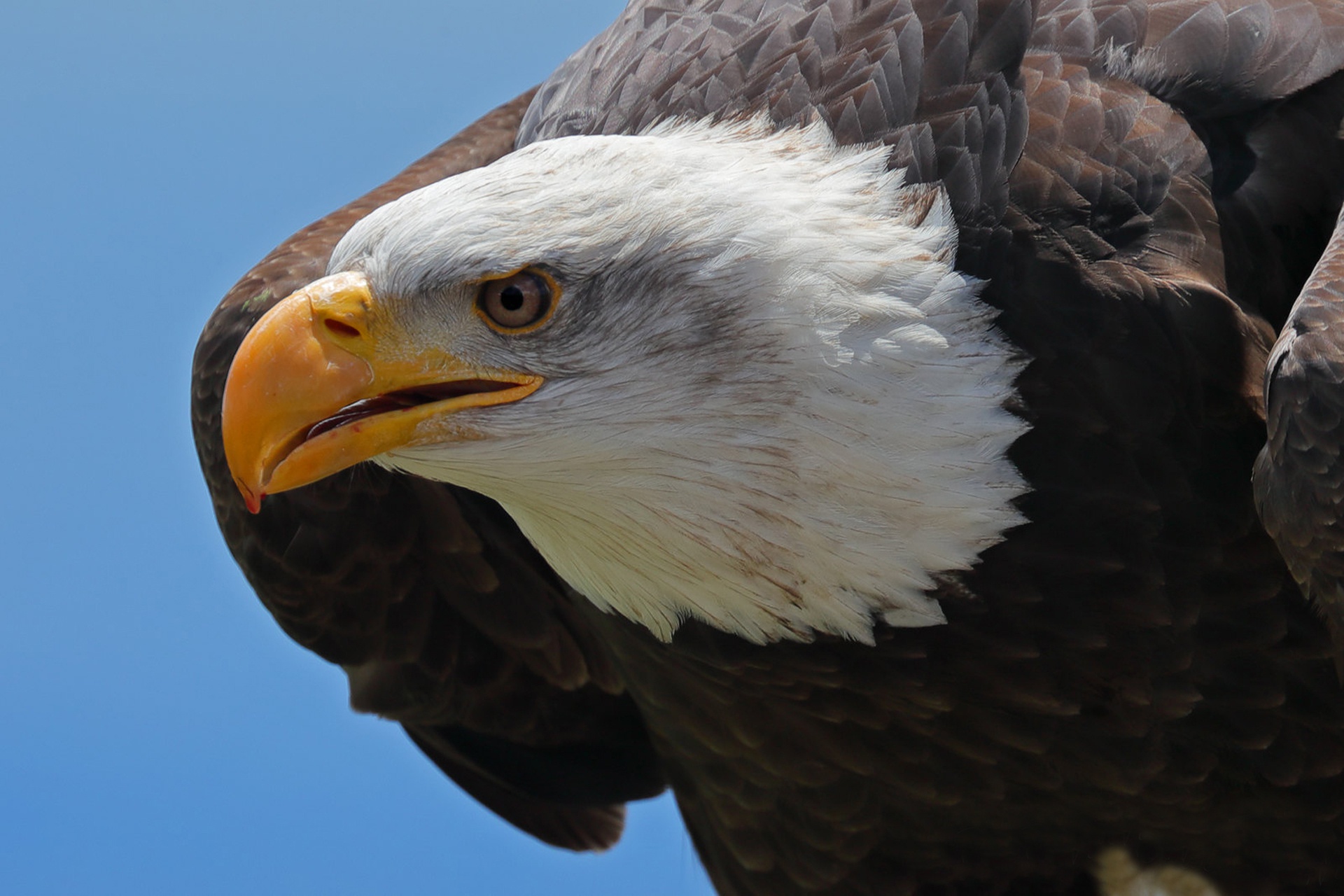 Free download wallpaper Birds, Bird, Close Up, Animal, Bald Eagle, Bird Of Prey on your PC desktop
