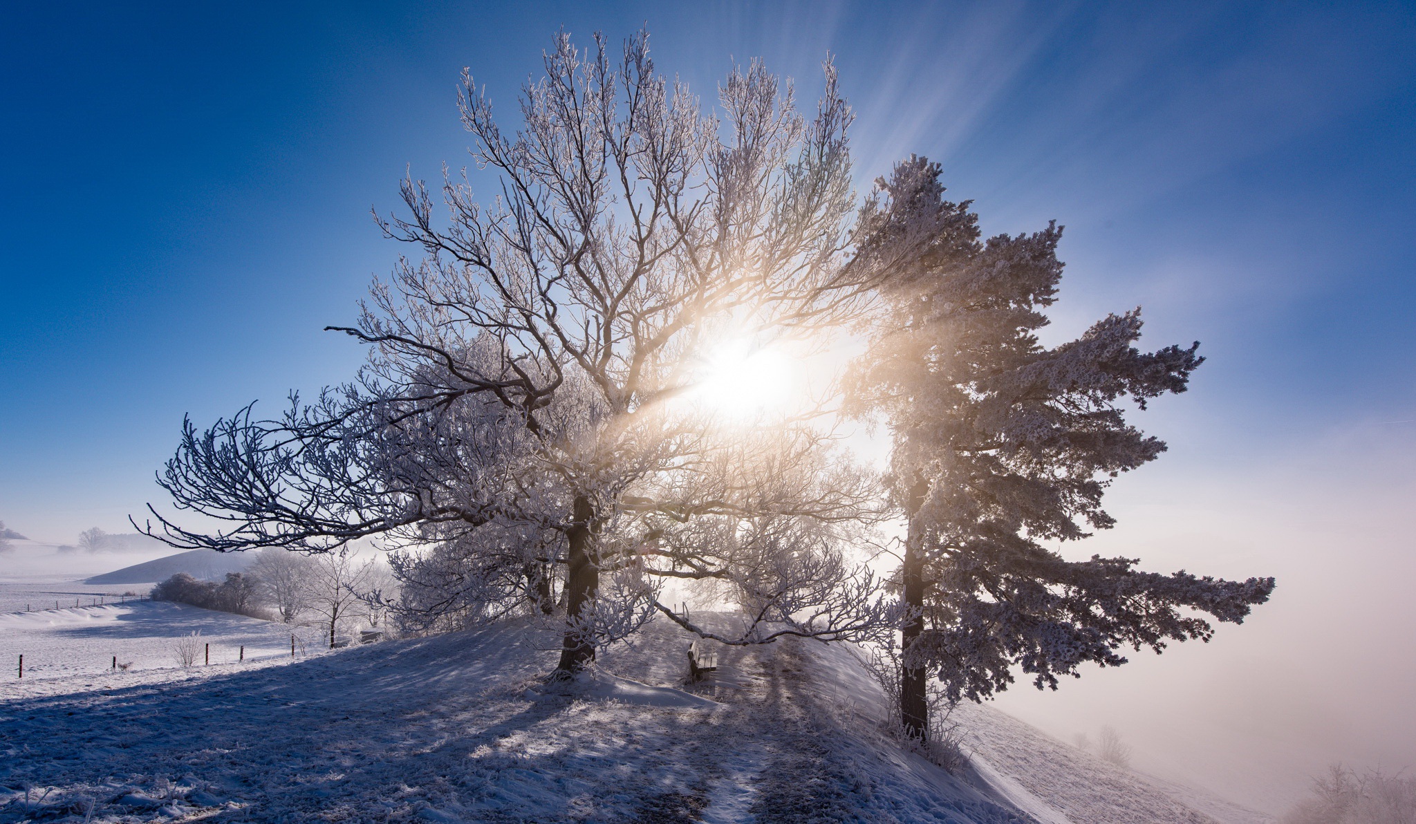 Baixe gratuitamente a imagem Inverno, Banco, Árvore, Feito Pelo Homem, Neblina, Raio Solar na área de trabalho do seu PC