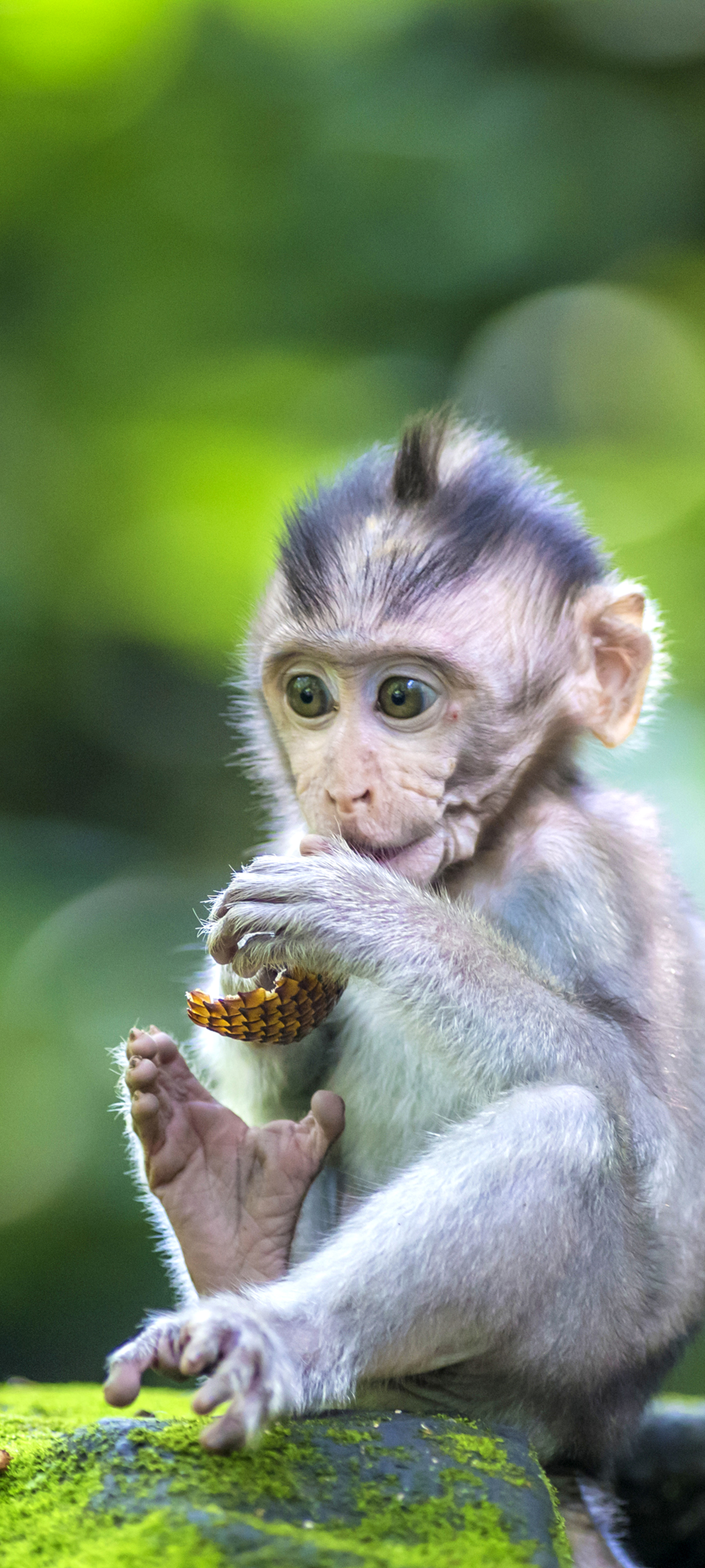 Laden Sie das Tiere, Affen, Tierbaby-Bild kostenlos auf Ihren PC-Desktop herunter