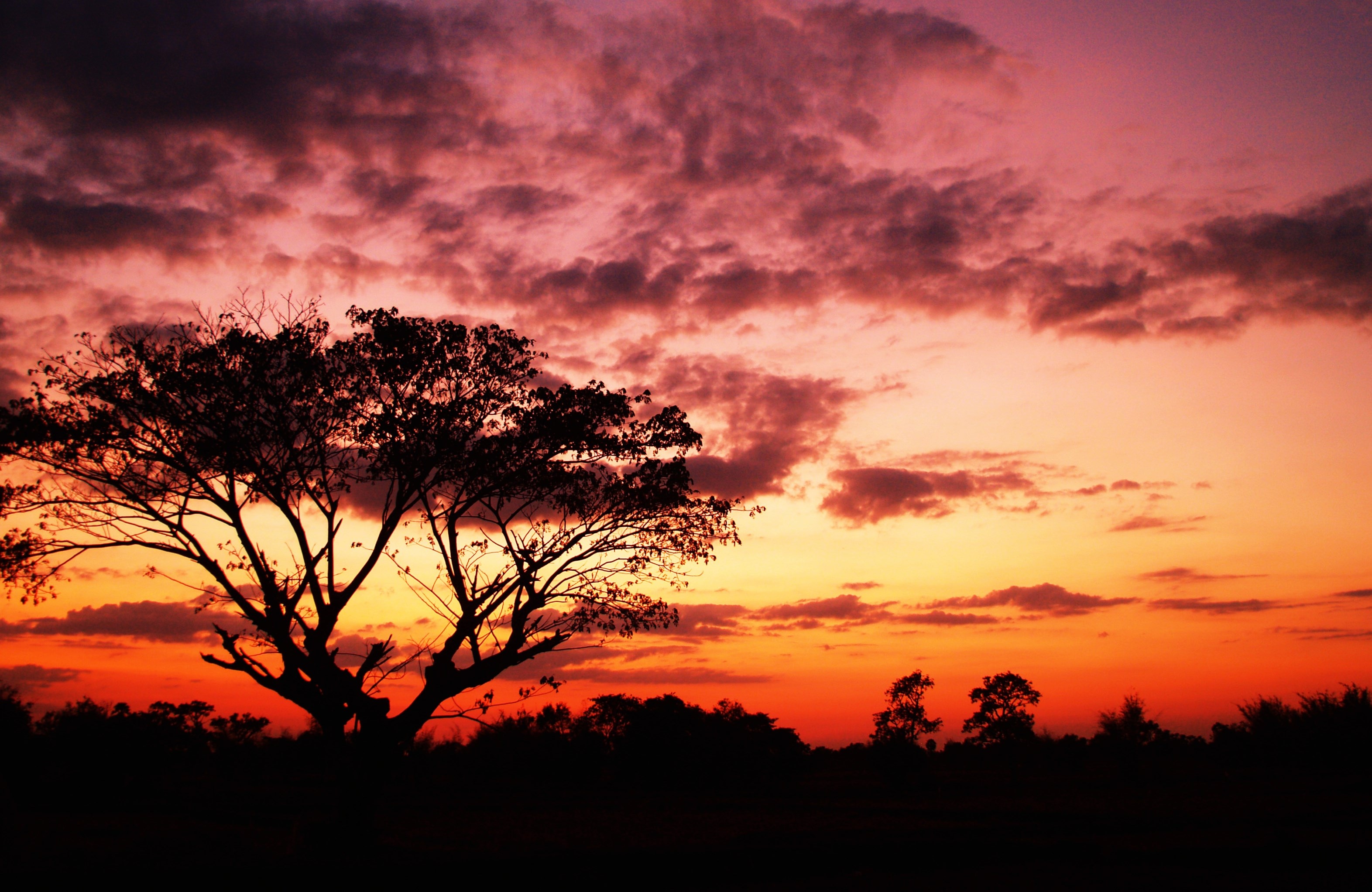 Free download wallpaper Nature, Sunset, Sky, Silhouette, Tree, Earth on your PC desktop