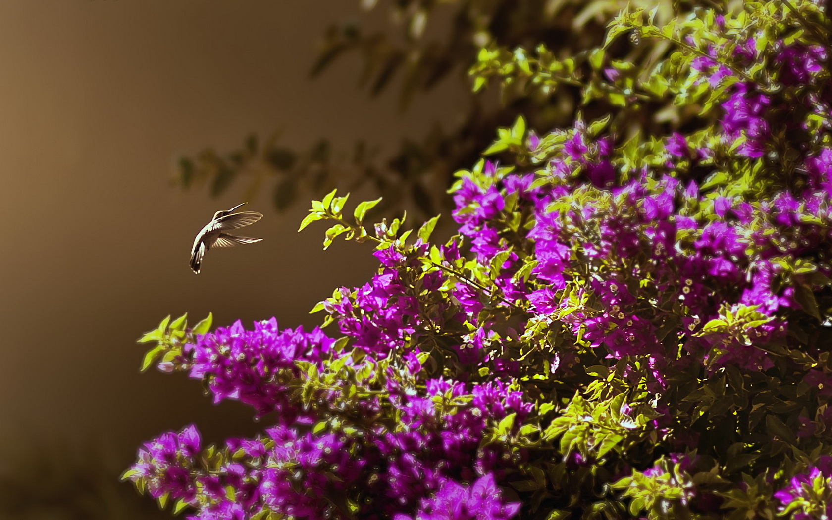 Free download wallpaper Birds, Flower, Animal, Blossom, Hummingbird on your PC desktop