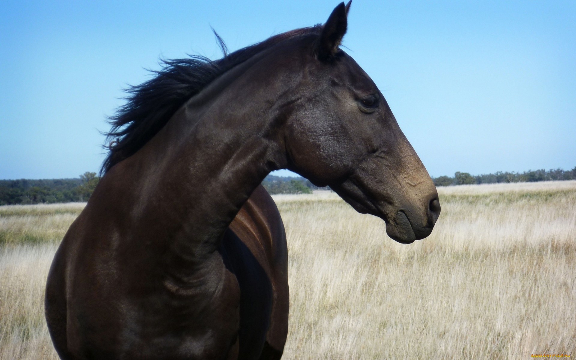 無料モバイル壁紙動物, 馬をダウンロードします。