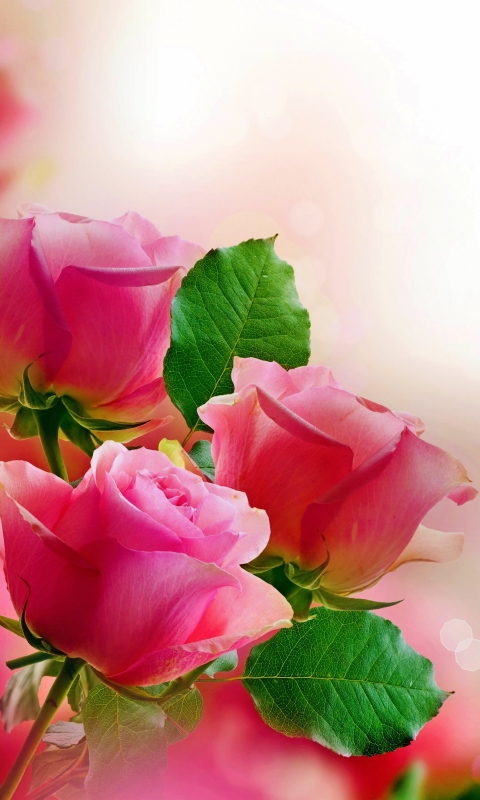 Descarga gratuita de fondo de pantalla para móvil de Flores, Rosa, Flor, Pastel, Tierra/naturaleza, Rosa Rosada.