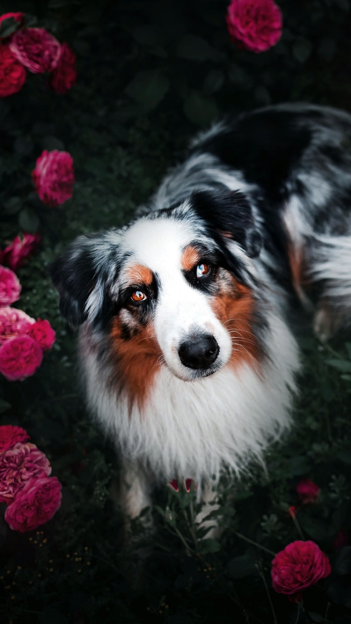 Handy-Wallpaper Tiere, Hunde, Hund, Australischer Hirte, Border Collie kostenlos herunterladen.