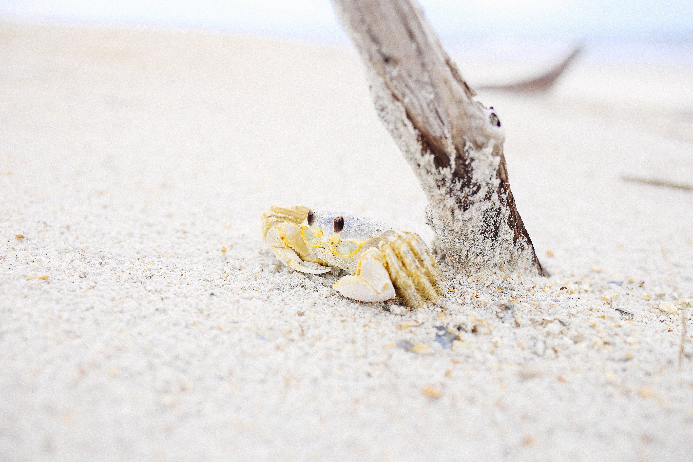 813540 Bild herunterladen tiere, krabbe, krebstier, sand, seeleben - Hintergrundbilder und Bildschirmschoner kostenlos