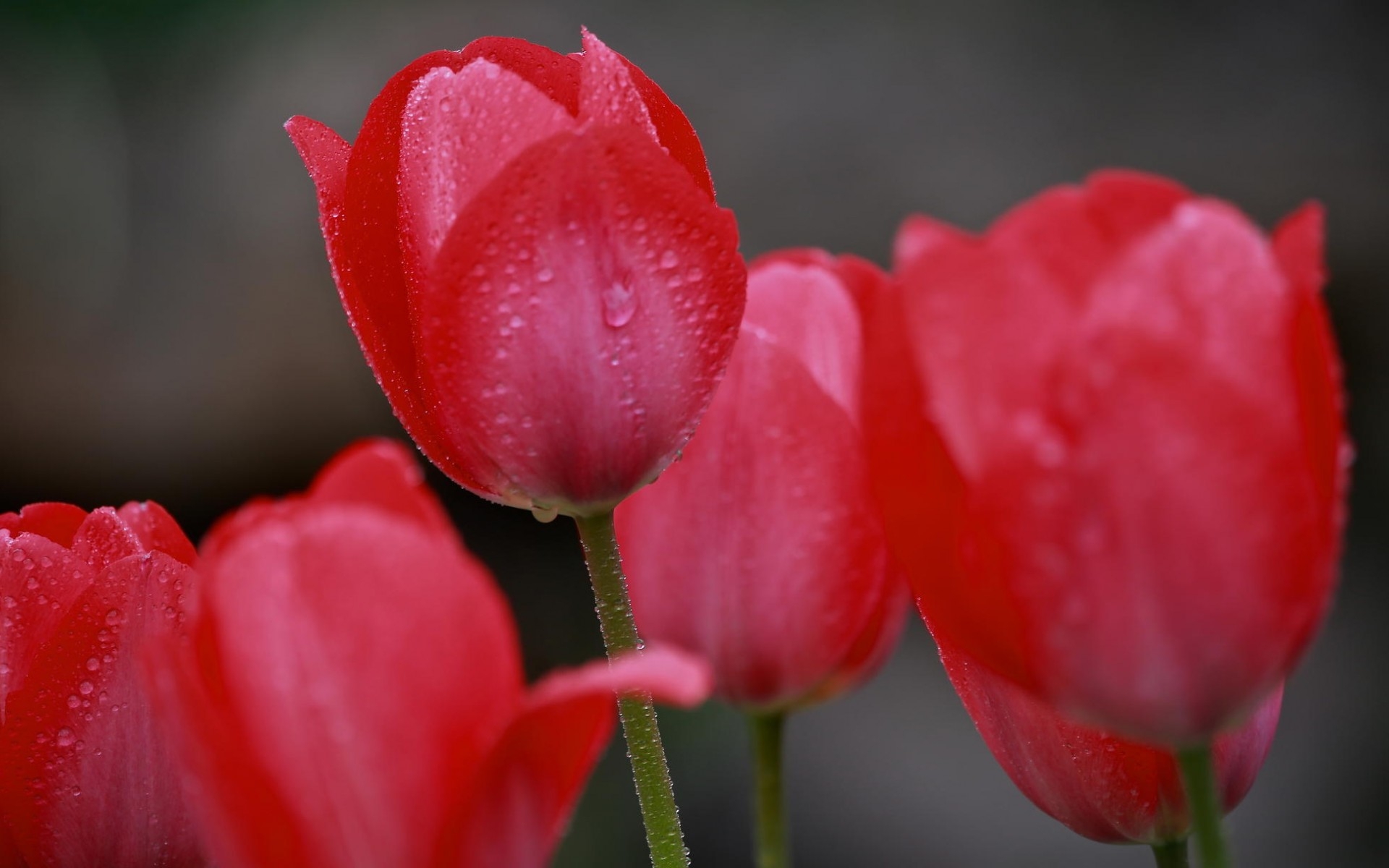 Free download wallpaper Tulip, Flowers, Earth on your PC desktop