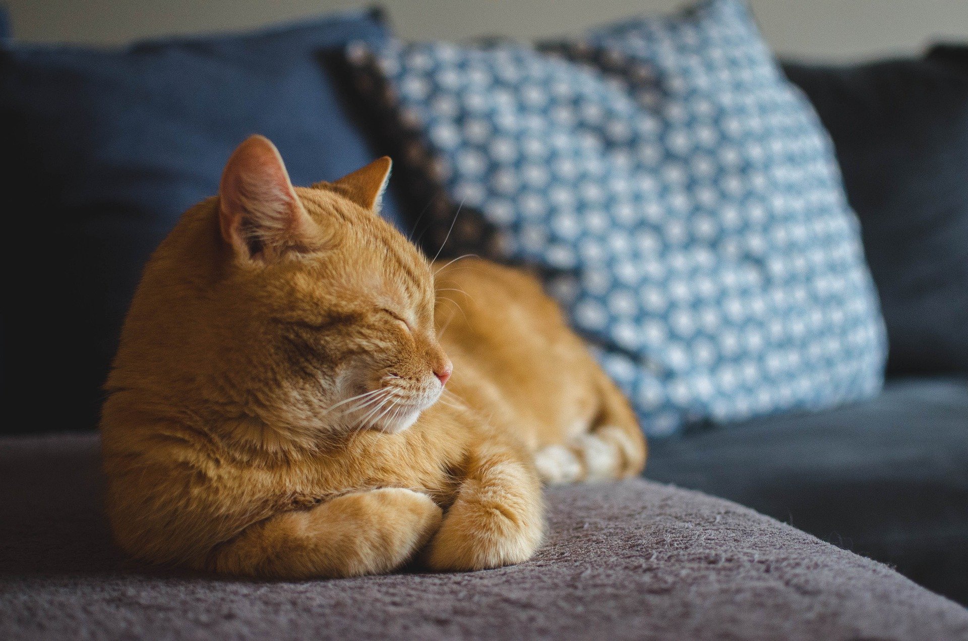 Baixar papel de parede para celular de Animais, Gatos, Gato, Dormindo gratuito.