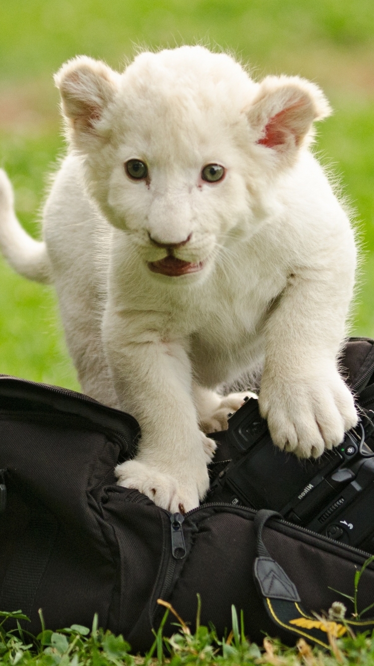 Скачати мобільні шпалери Тварина, Білий Лев безкоштовно.