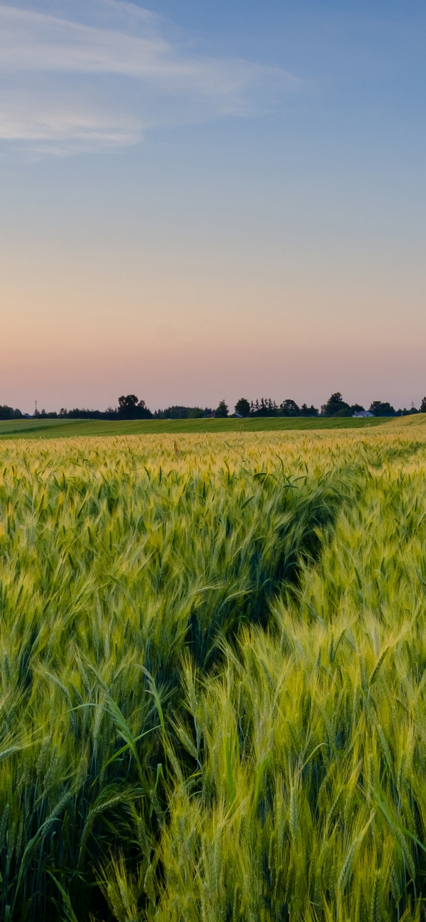 Download mobile wallpaper Nature, Sky, Wheat, Earth, Field for free.