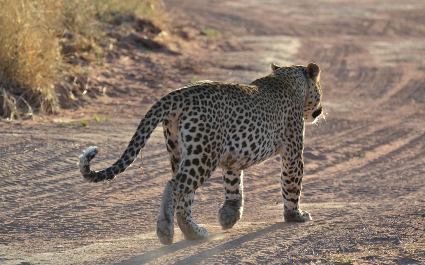 animals, sand, leopard, traces, gait wallpaper for mobile