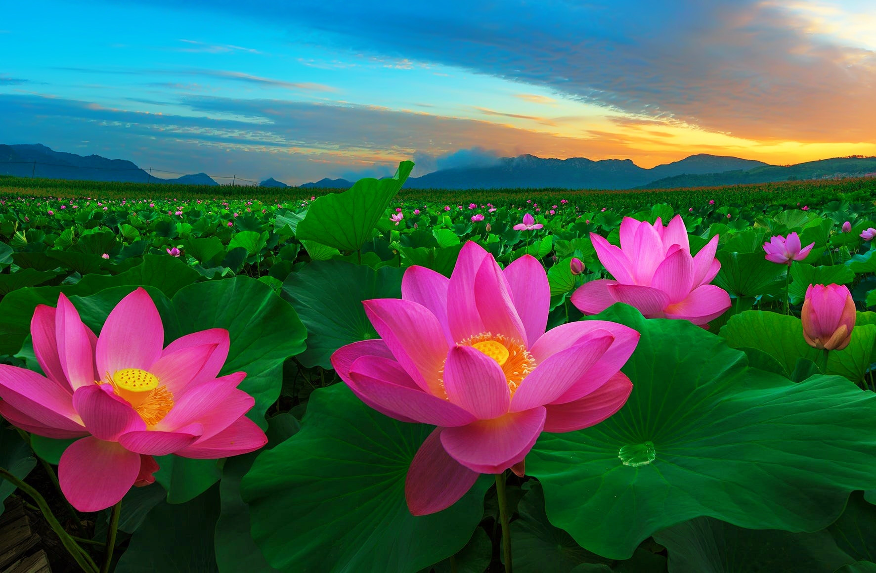 Laden Sie das Blumen, Lotus, Blume, Blatt, Erde/natur, Pinke Blume-Bild kostenlos auf Ihren PC-Desktop herunter