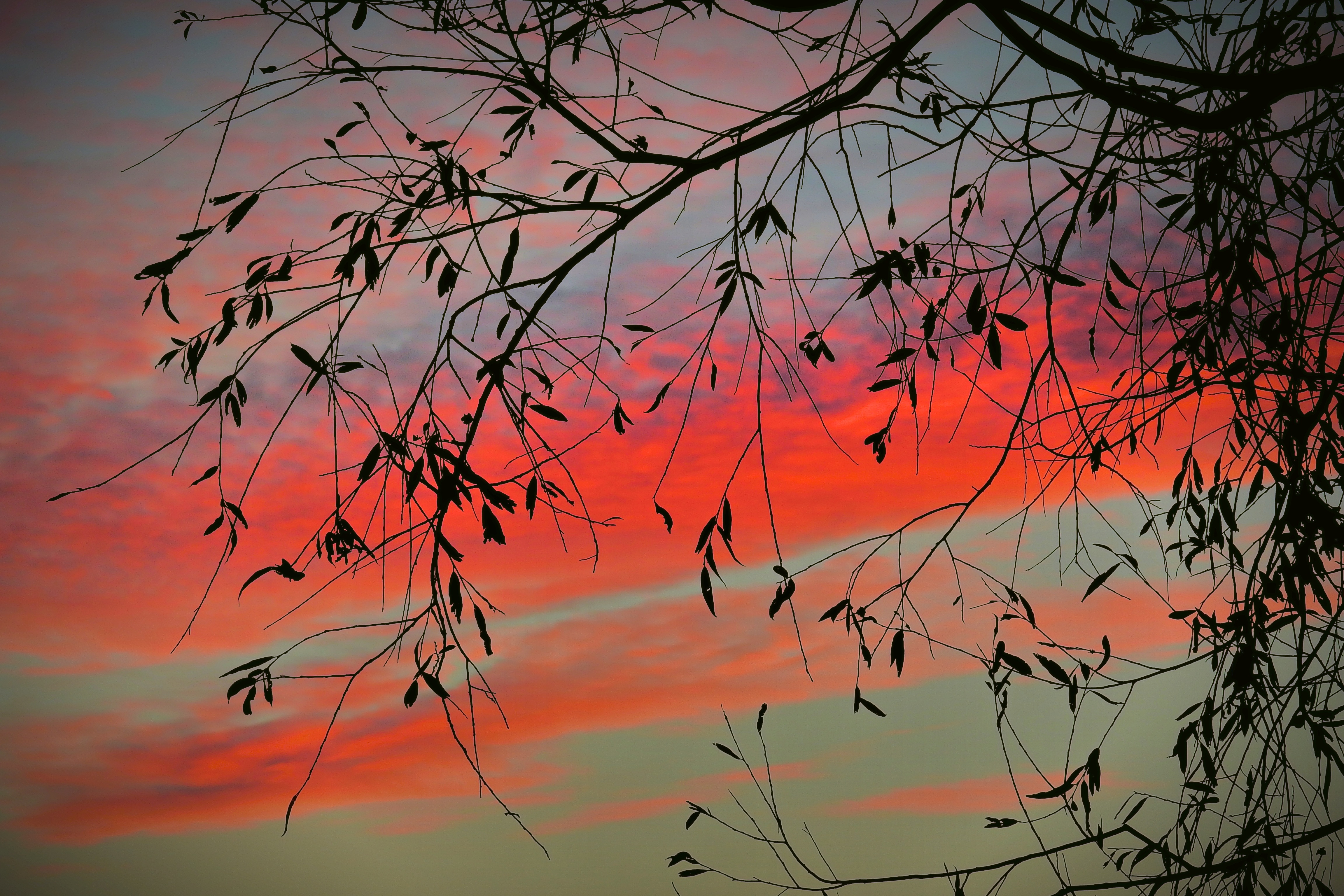 leaves, tree, twilight, nature, sunset, sky, clouds, wood, branch, dusk 1080p