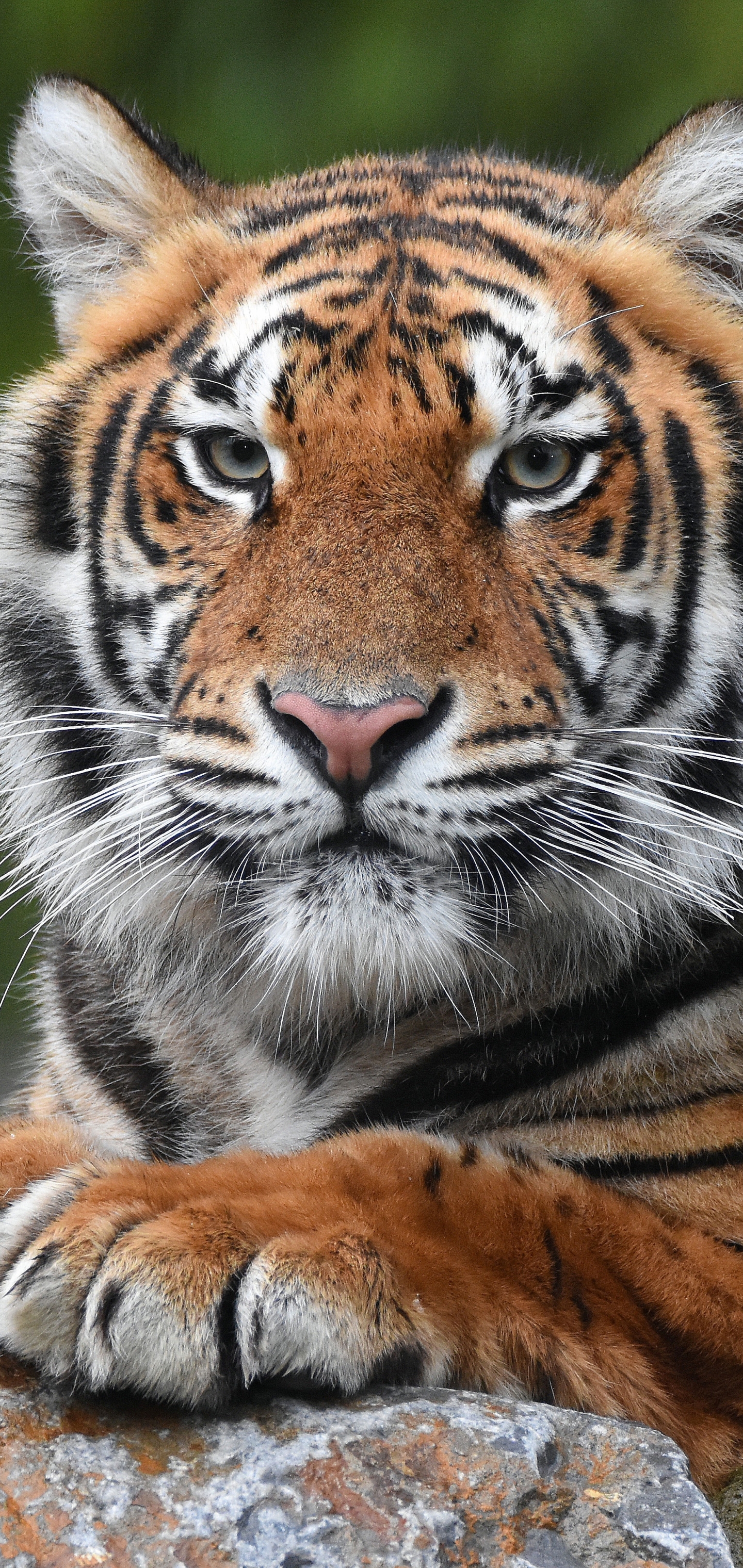 Handy-Wallpaper Tiere, Katzen, Tiger kostenlos herunterladen.