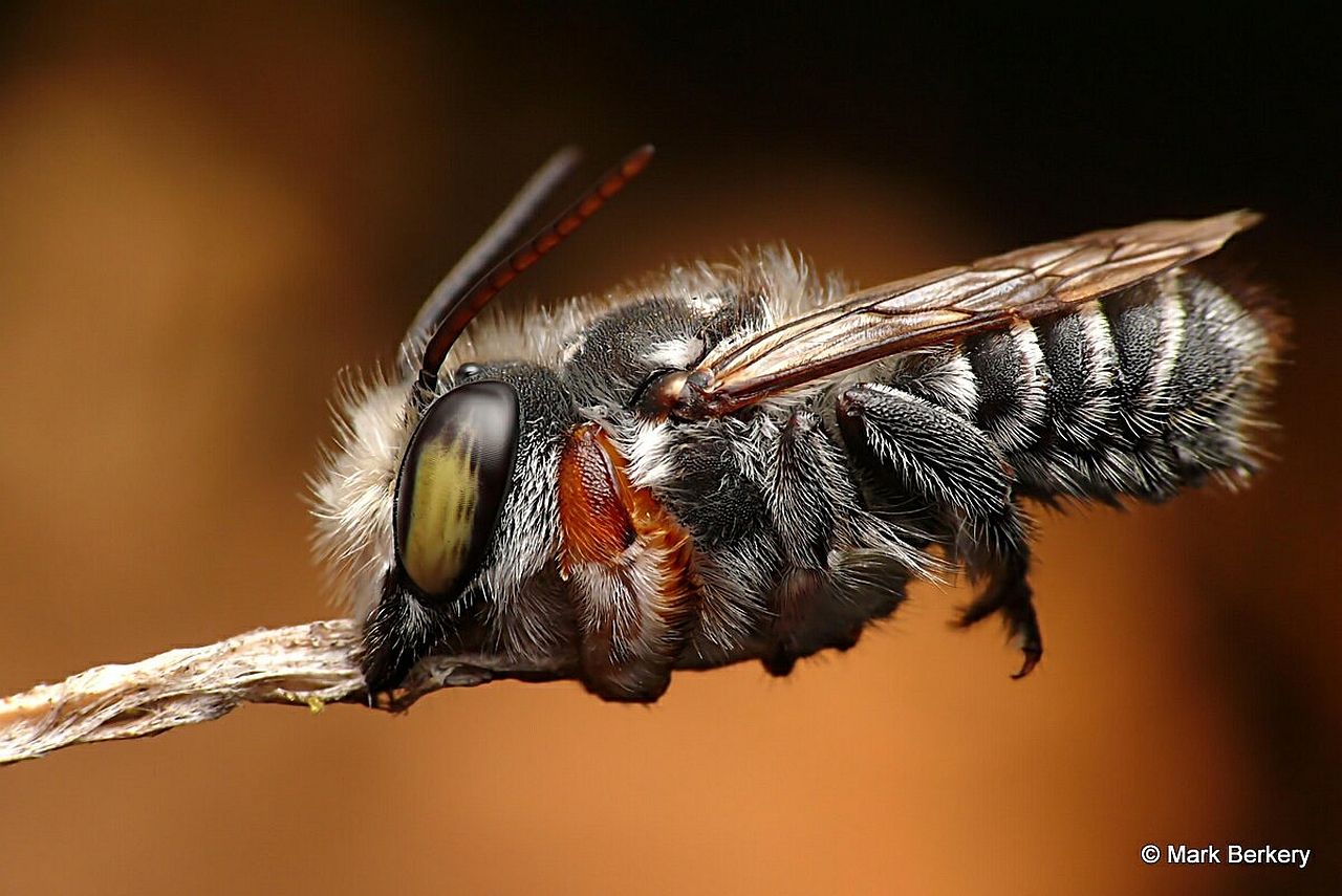 Téléchargez des papiers peints mobile Animaux, Abeille gratuitement.