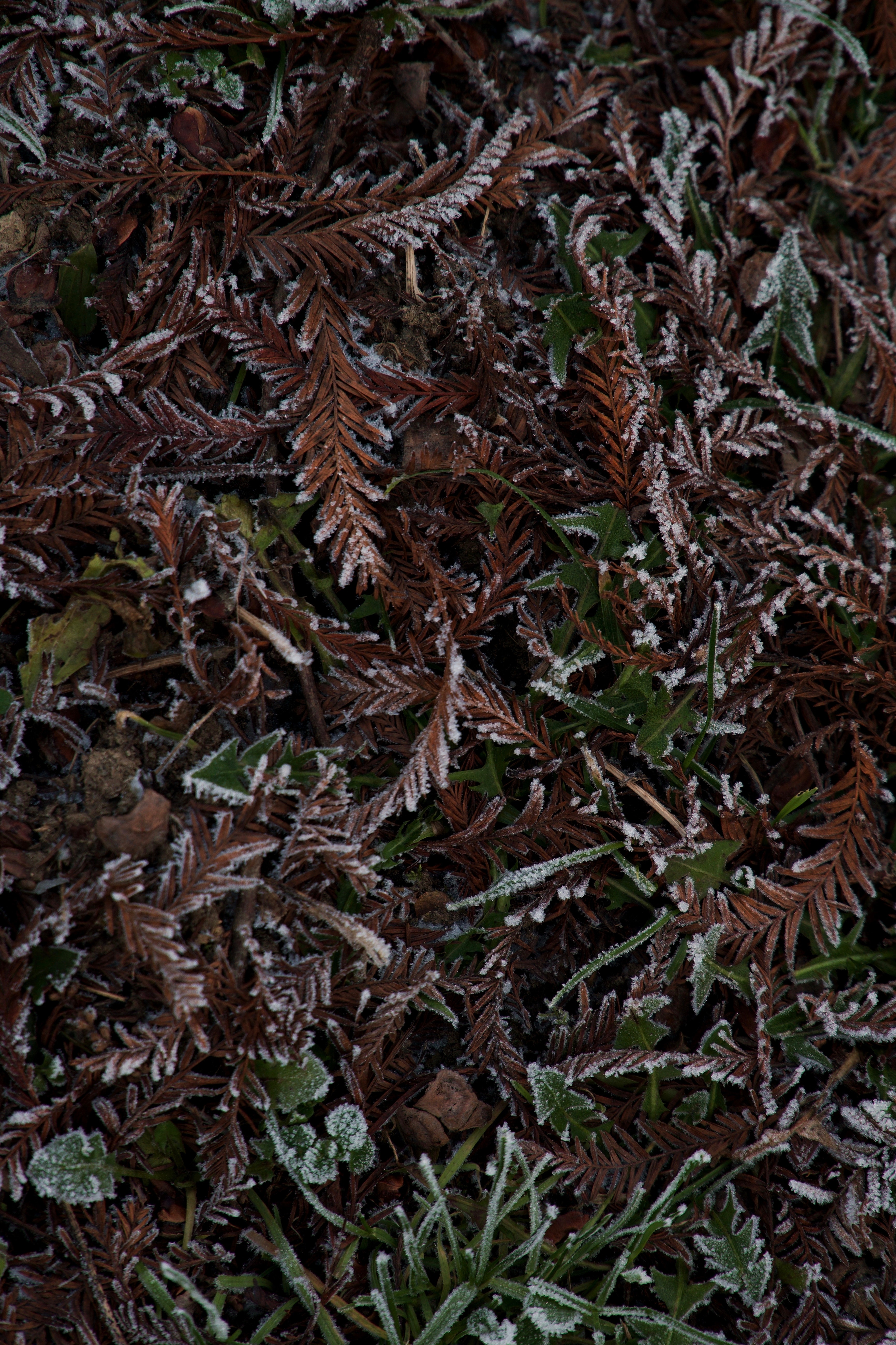 Download mobile wallpaper Frost, Hoarfrost, Winter, Leaves, Grass, Nature for free.