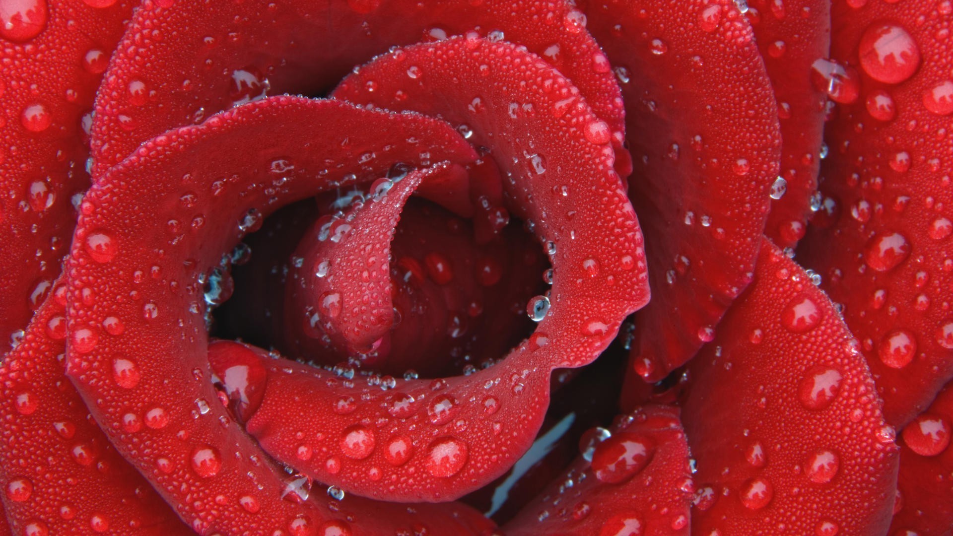 Завантажити шпалери безкоштовно Квіти, Краплі, Рослини, Рози картинка на робочий стіл ПК