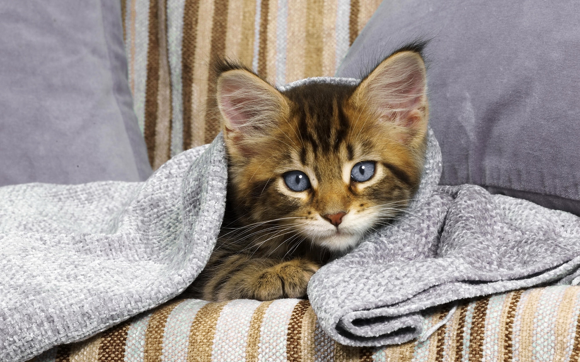 Laden Sie das Tiere, Katzen-Bild kostenlos auf Ihren PC-Desktop herunter