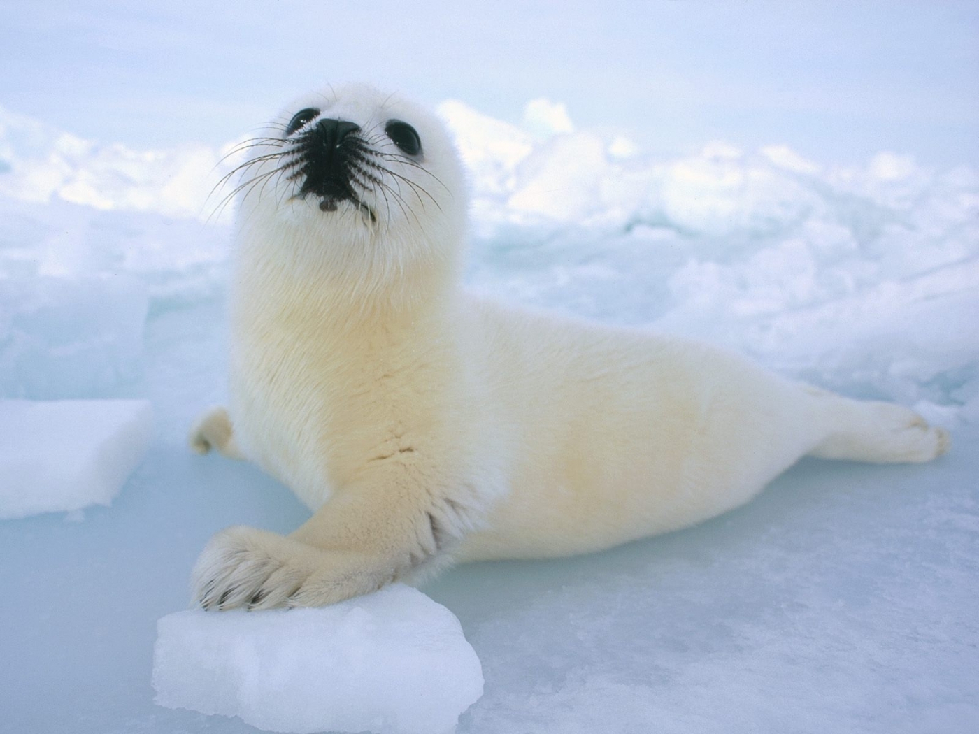 32452 скачать обои тюлени, животные, синие - заставки и картинки бесплатно
