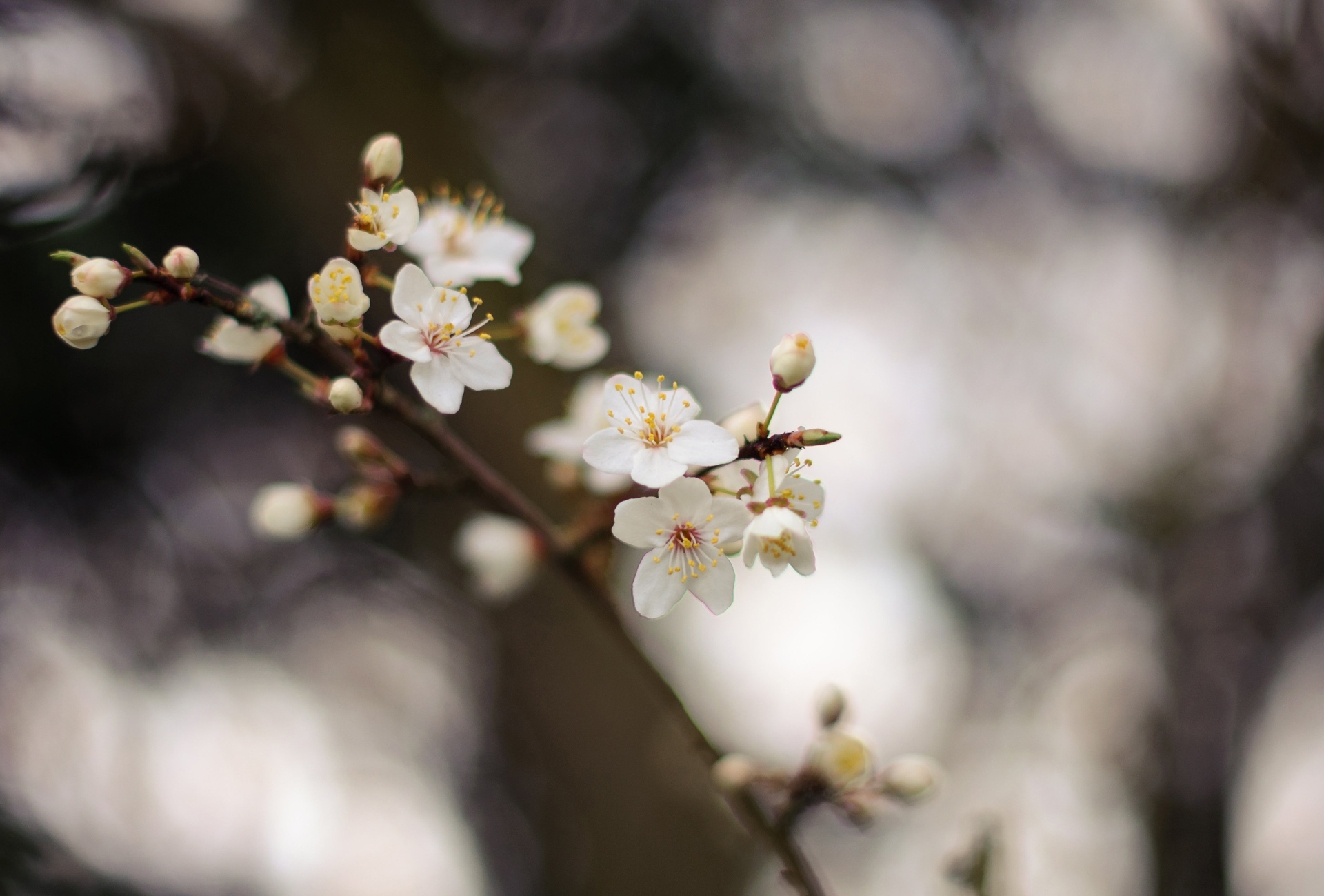 Free download wallpaper Nature, Flowers, Earth, Spring, Bokeh, White Flower, Blossom on your PC desktop