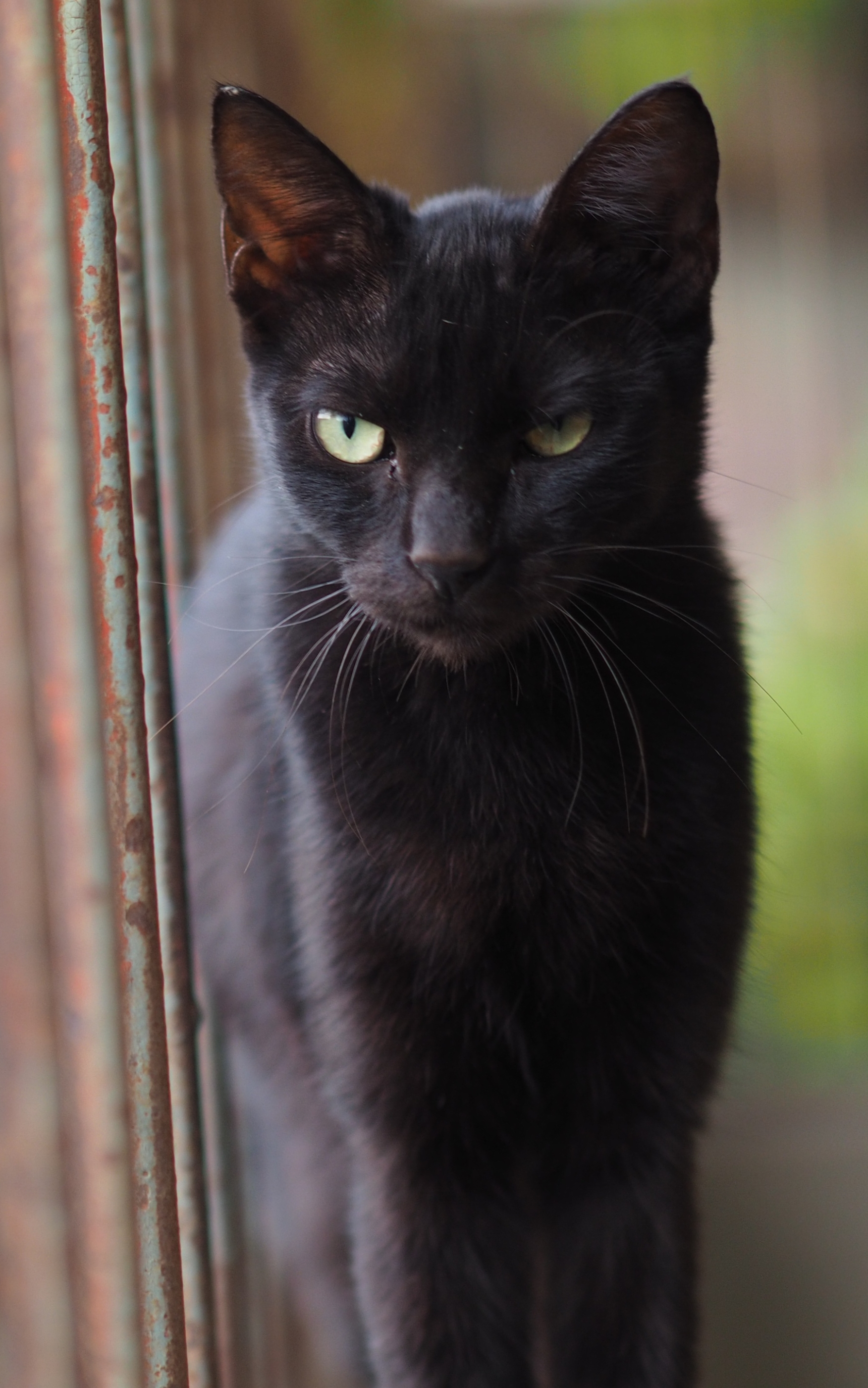 Baixar papel de parede para celular de Animais, Gatos, Gato gratuito.