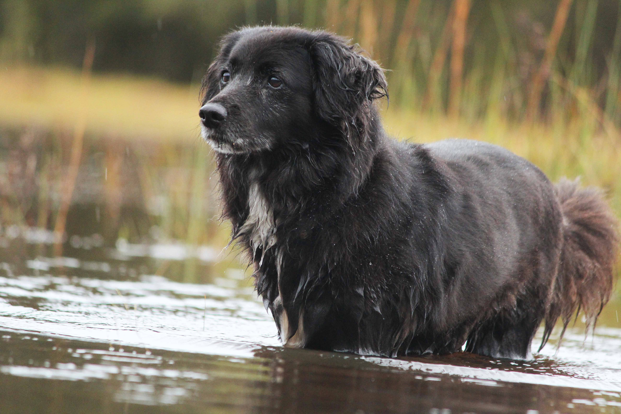 Handy-Wallpaper Tiere, Hunde, Hund kostenlos herunterladen.