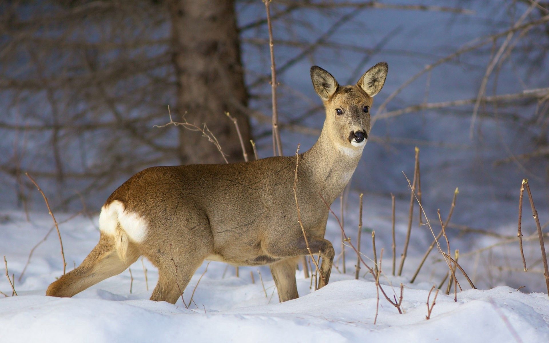 無料モバイル壁紙動物, 鹿, 森林, 枝, 雪, 森, ブランチ, 冬をダウンロードします。