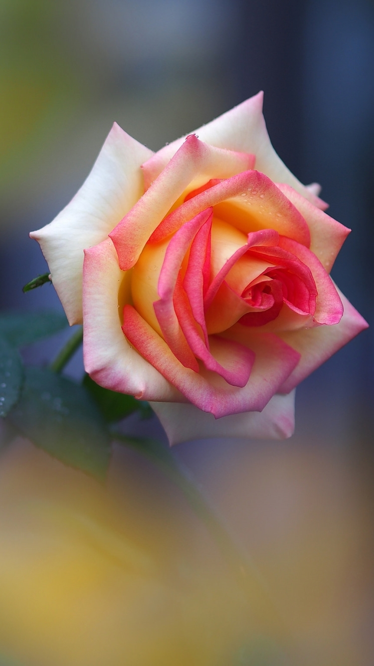 Download mobile wallpaper Flowers, Flower, Rose, Earth, Pink Flower, Pink Rose for free.