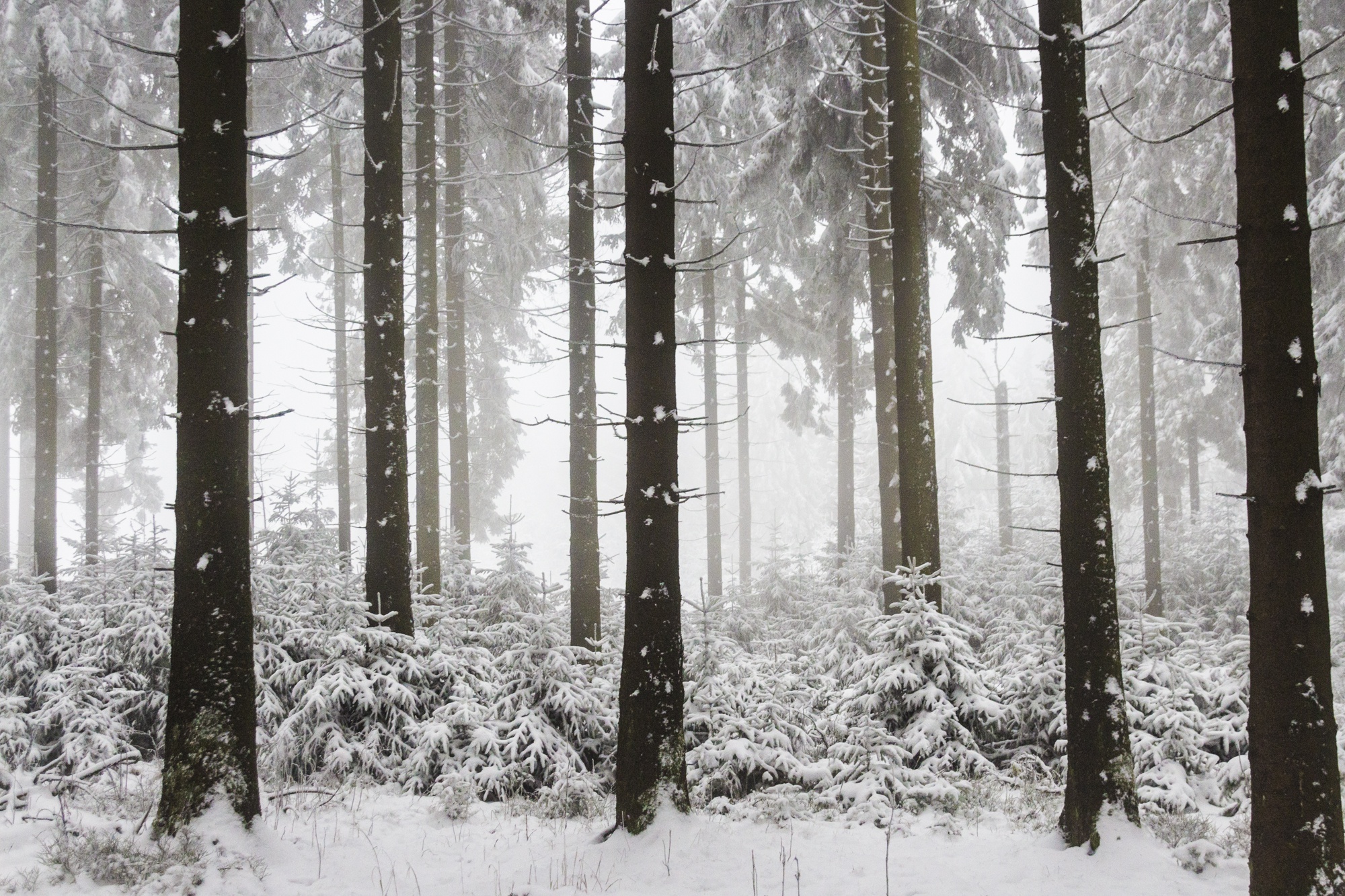 Handy-Wallpaper Winter, Natur, Schnee, Wald, Baum, Erde/natur kostenlos herunterladen.