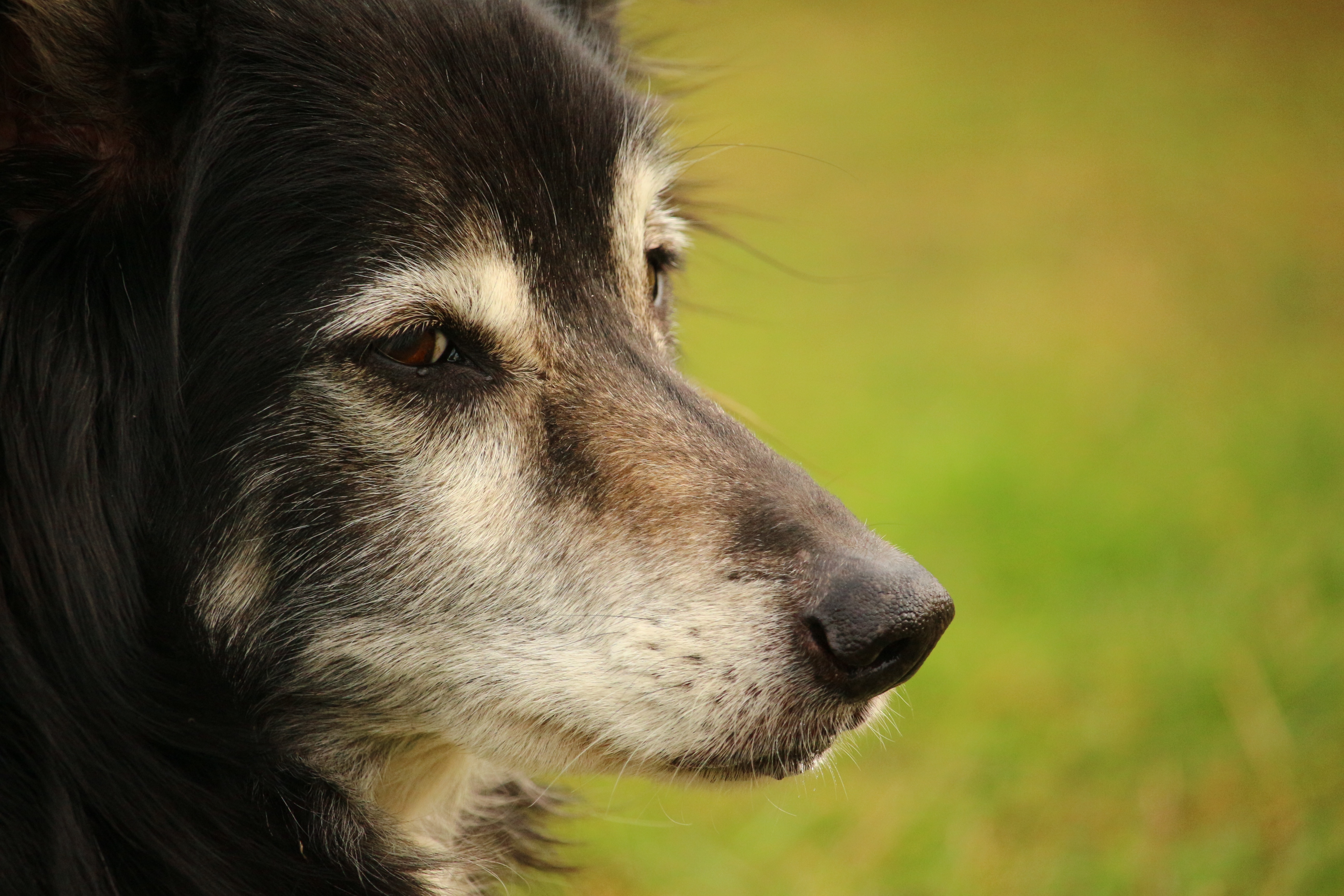 Handy-Wallpaper Tiere, Hunde, Hund, Border Collie kostenlos herunterladen.