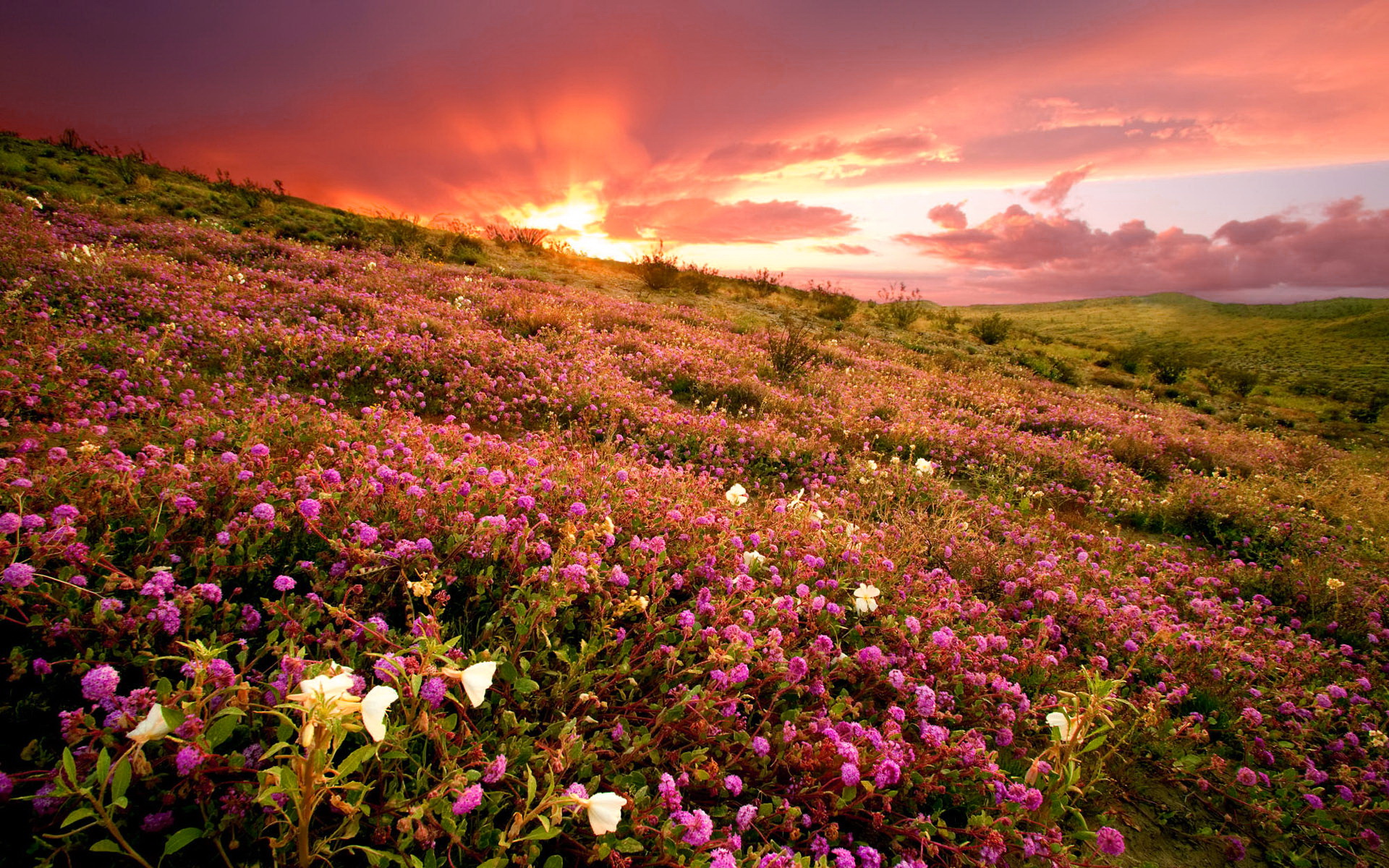 Free download wallpaper Flowers, Sunset, Flower, Earth, Field, Purple Flower on your PC desktop