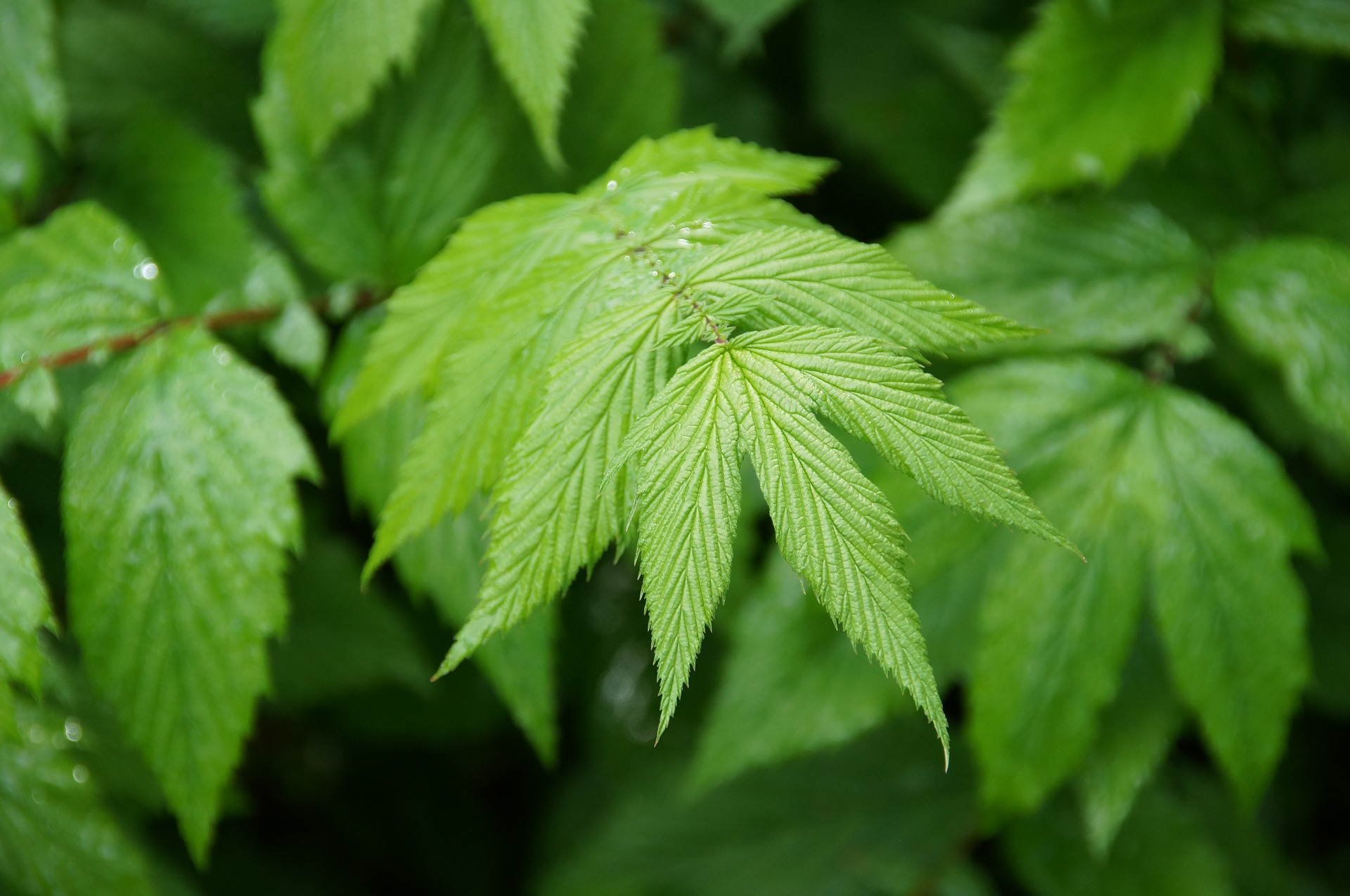 Descarga gratuita de fondo de pantalla para móvil de Naturaleza, Hoja, Tierra/naturaleza.