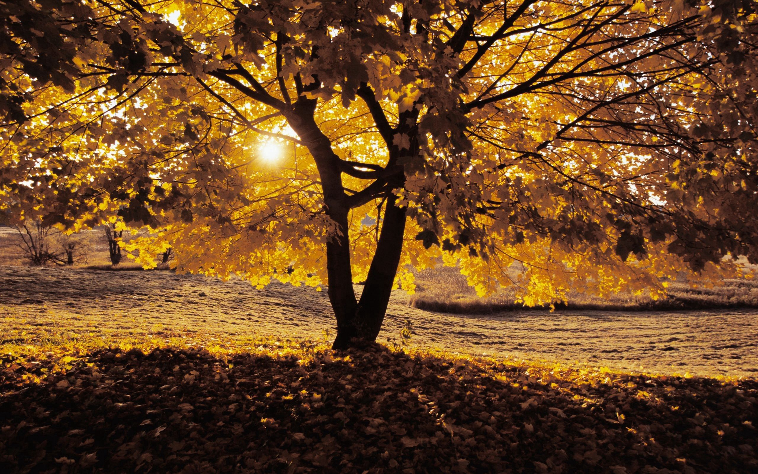 Baixe gratuitamente a imagem Outono, Árvore, Sombra, Natureza, Madeira na área de trabalho do seu PC