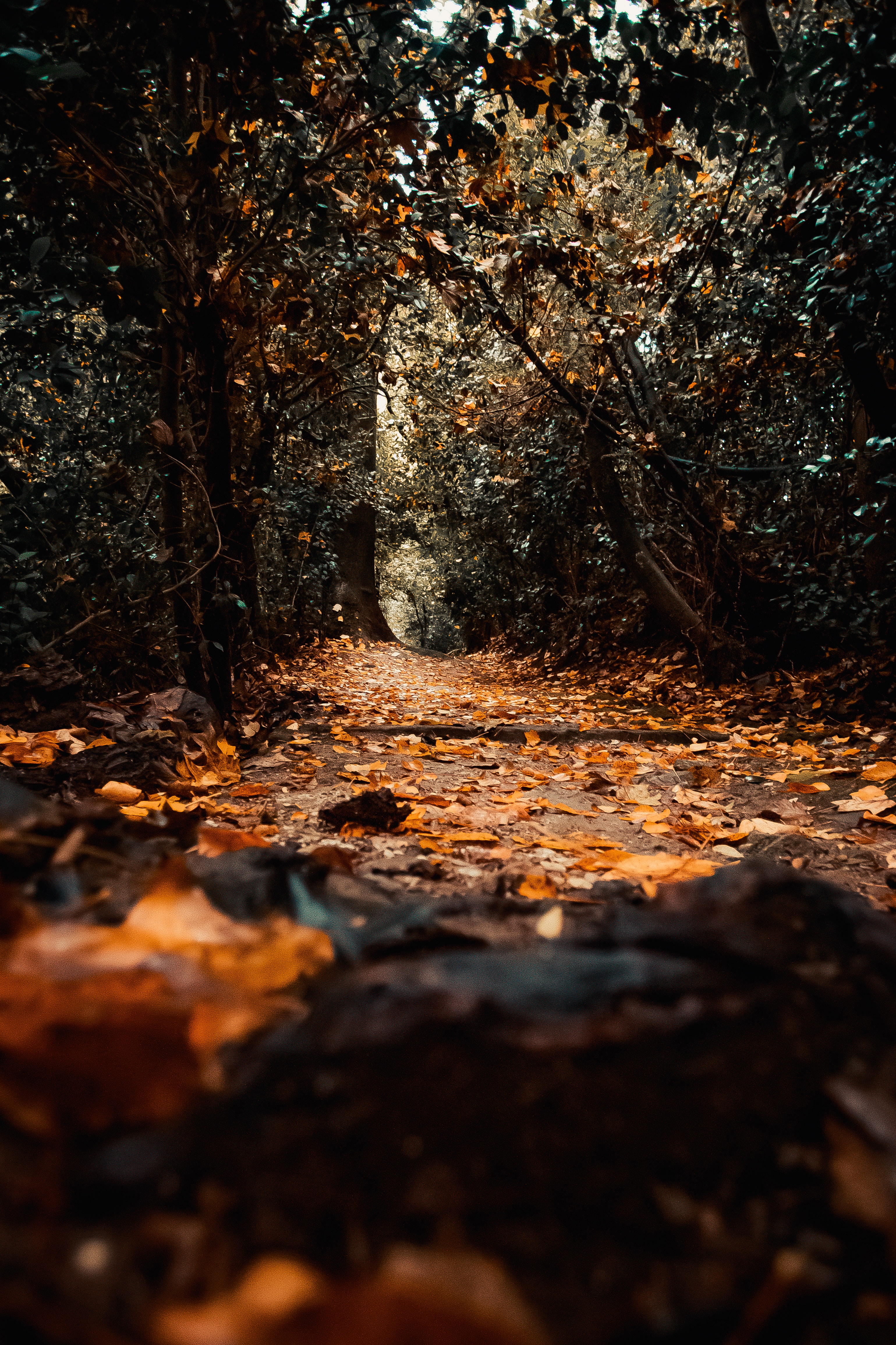 nature, trees, autumn, path, foliage Full HD