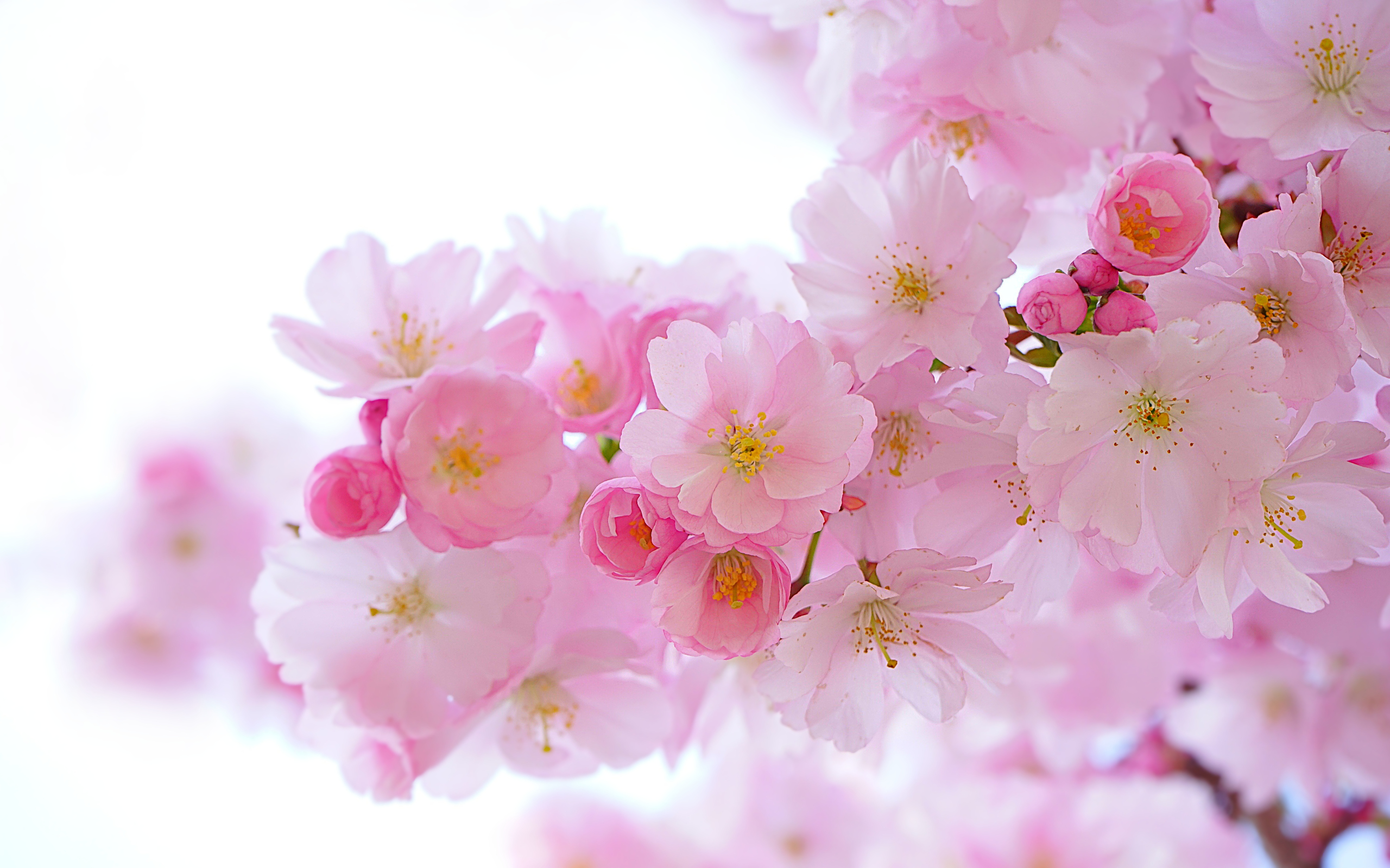 無料モバイル壁紙地球, 桜の花, さくら, ピンクの花をダウンロードします。