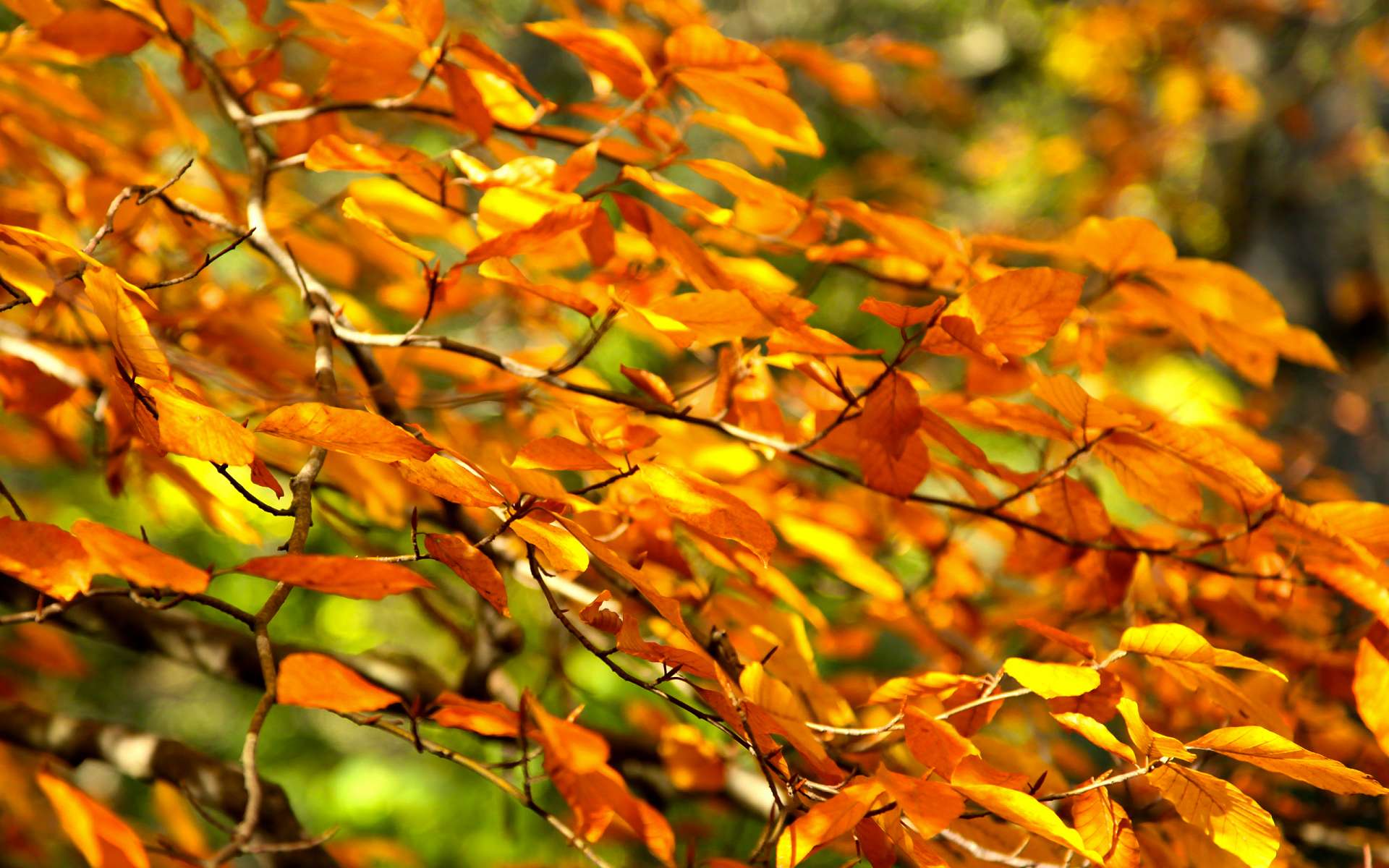 Handy-Wallpaper Herbst, Erde/natur kostenlos herunterladen.