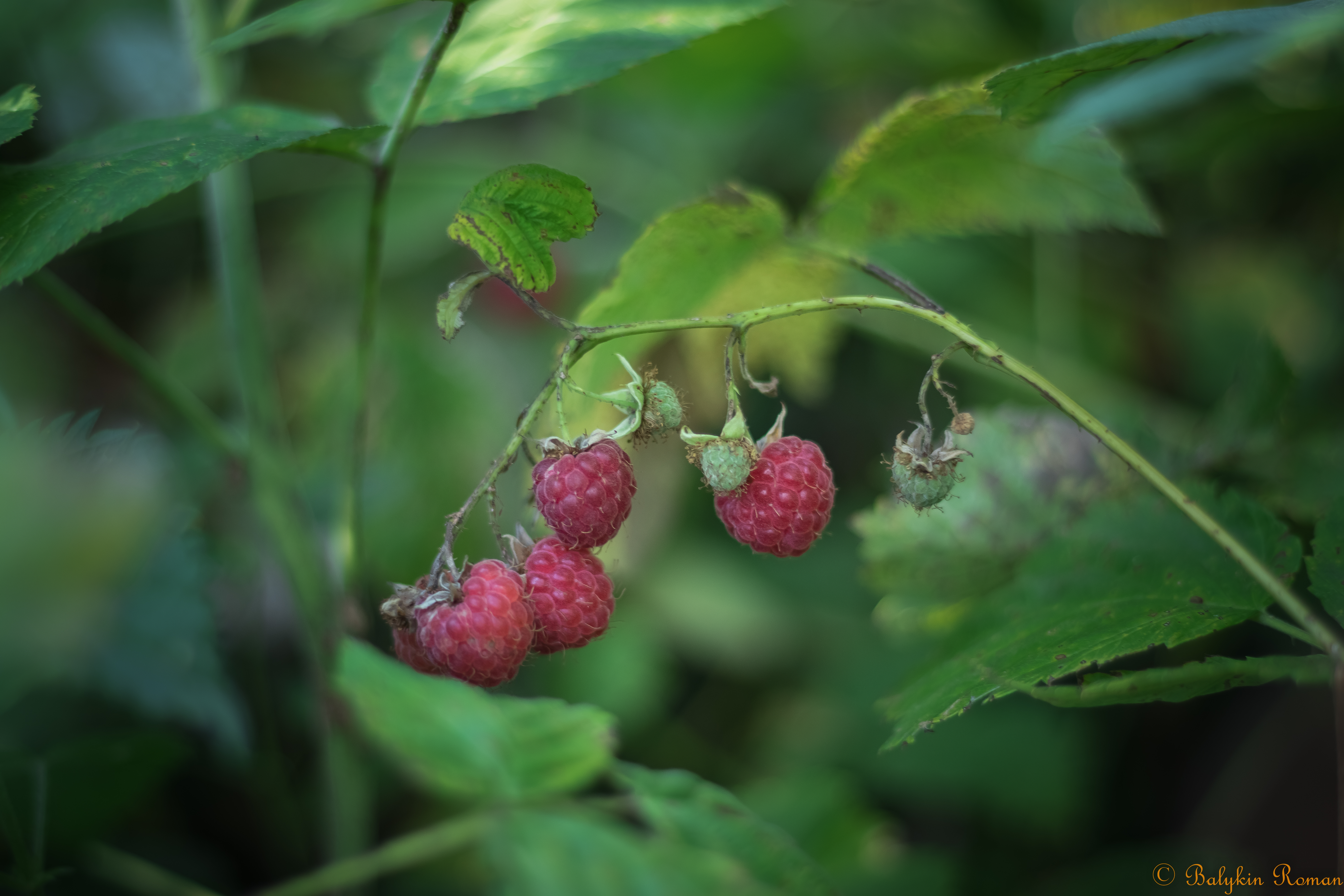 Téléchargez des papiers peints mobile Nourriture, Framboise, Des Fruits gratuitement.