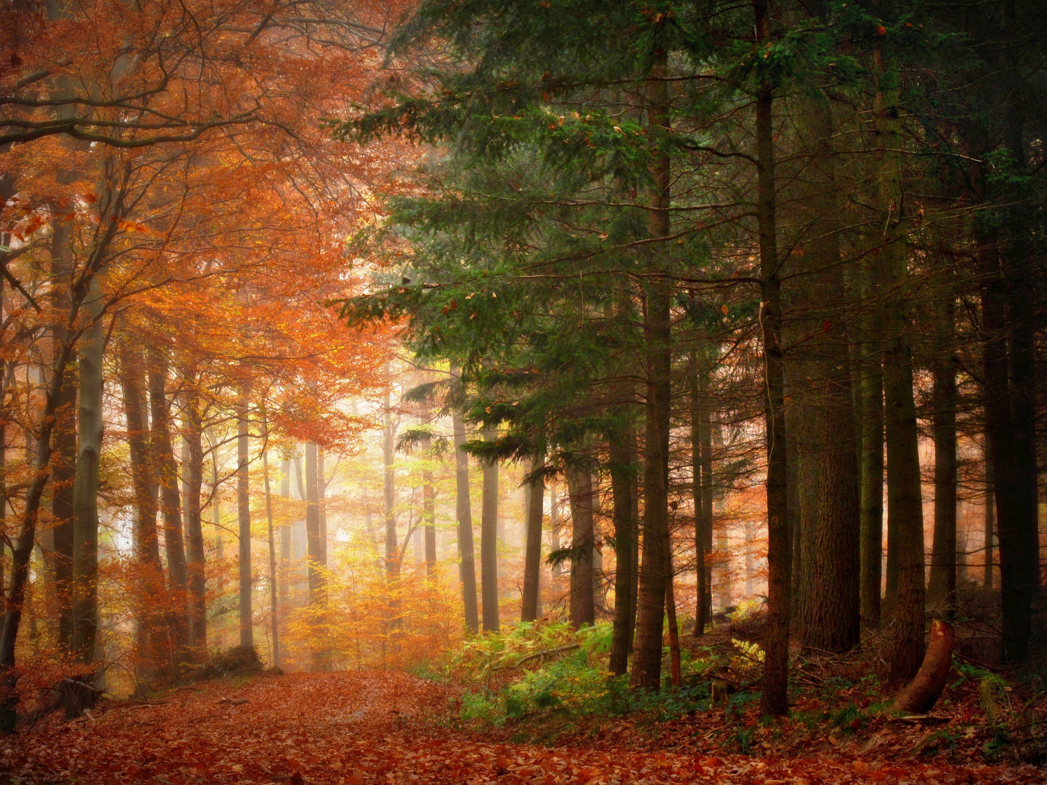 Download mobile wallpaper Landscape, Forest, Fall, Earth, Season for free.