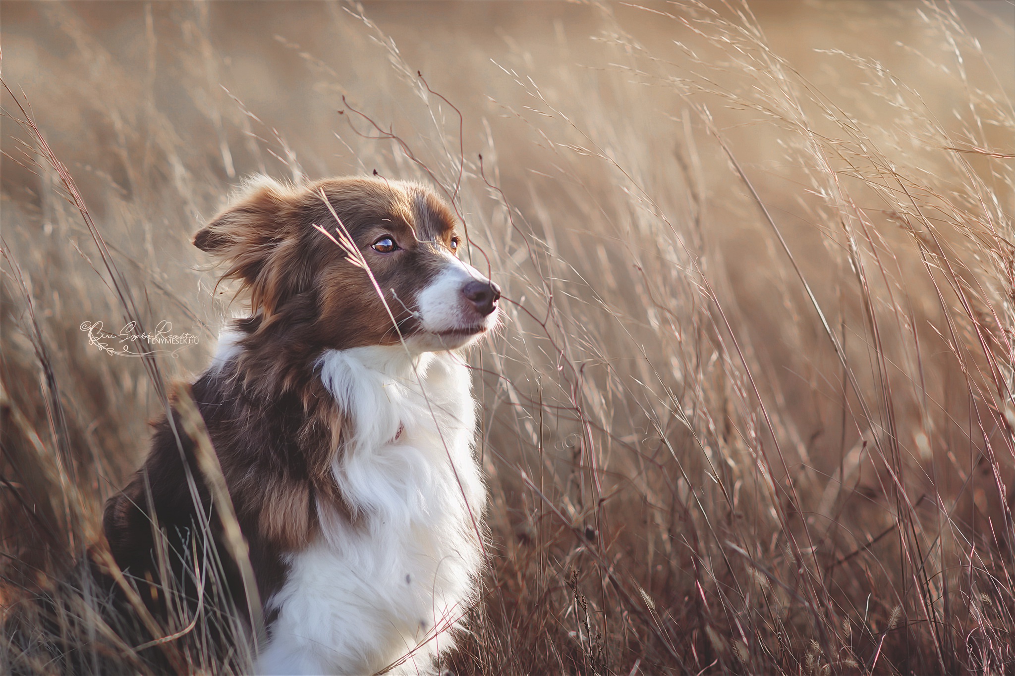 Download mobile wallpaper Dogs, Dog, Animal, Border Collie for free.