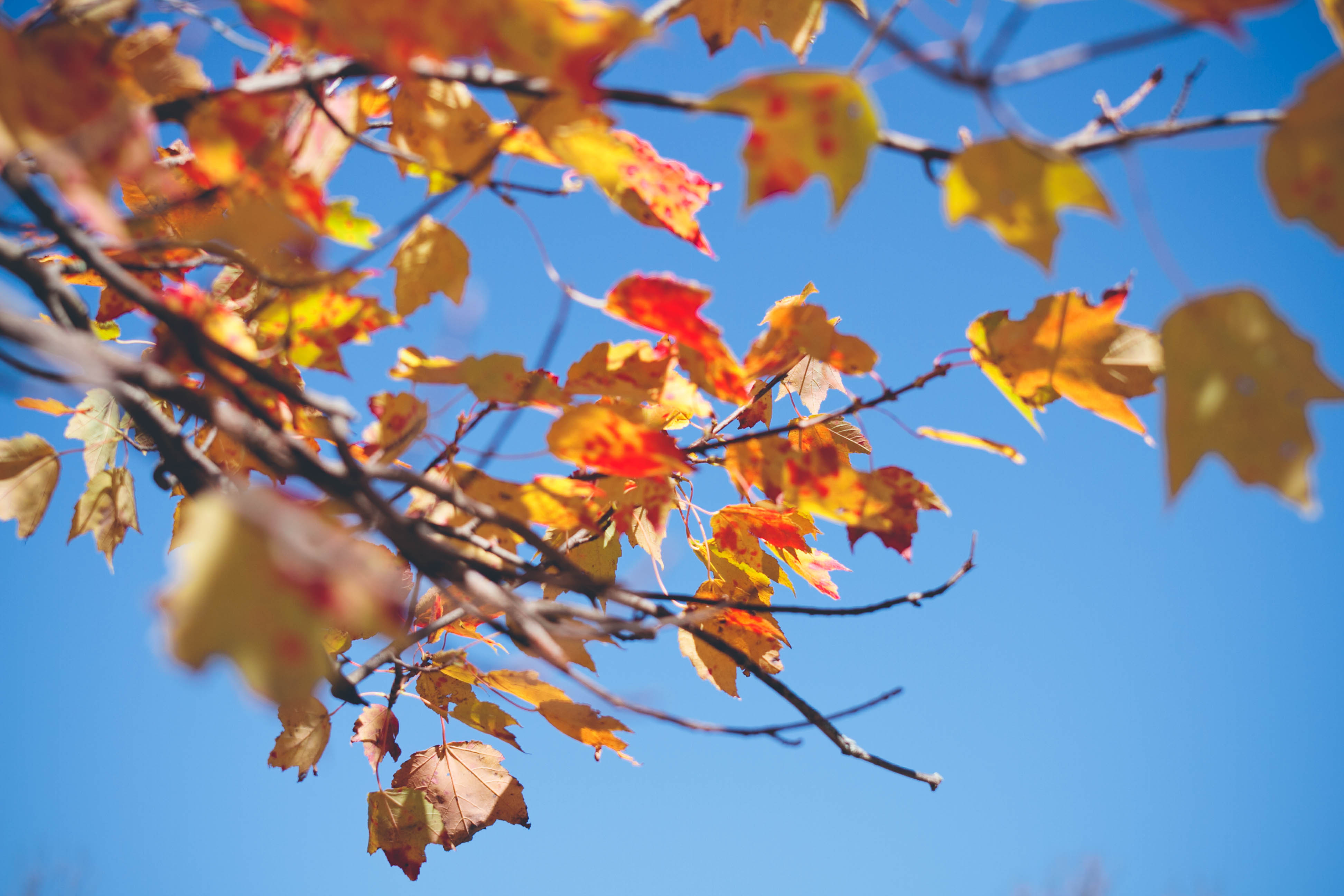 Téléchargez gratuitement l'image Automne, Feuille, Branche, La Nature, Terre/nature sur le bureau de votre PC