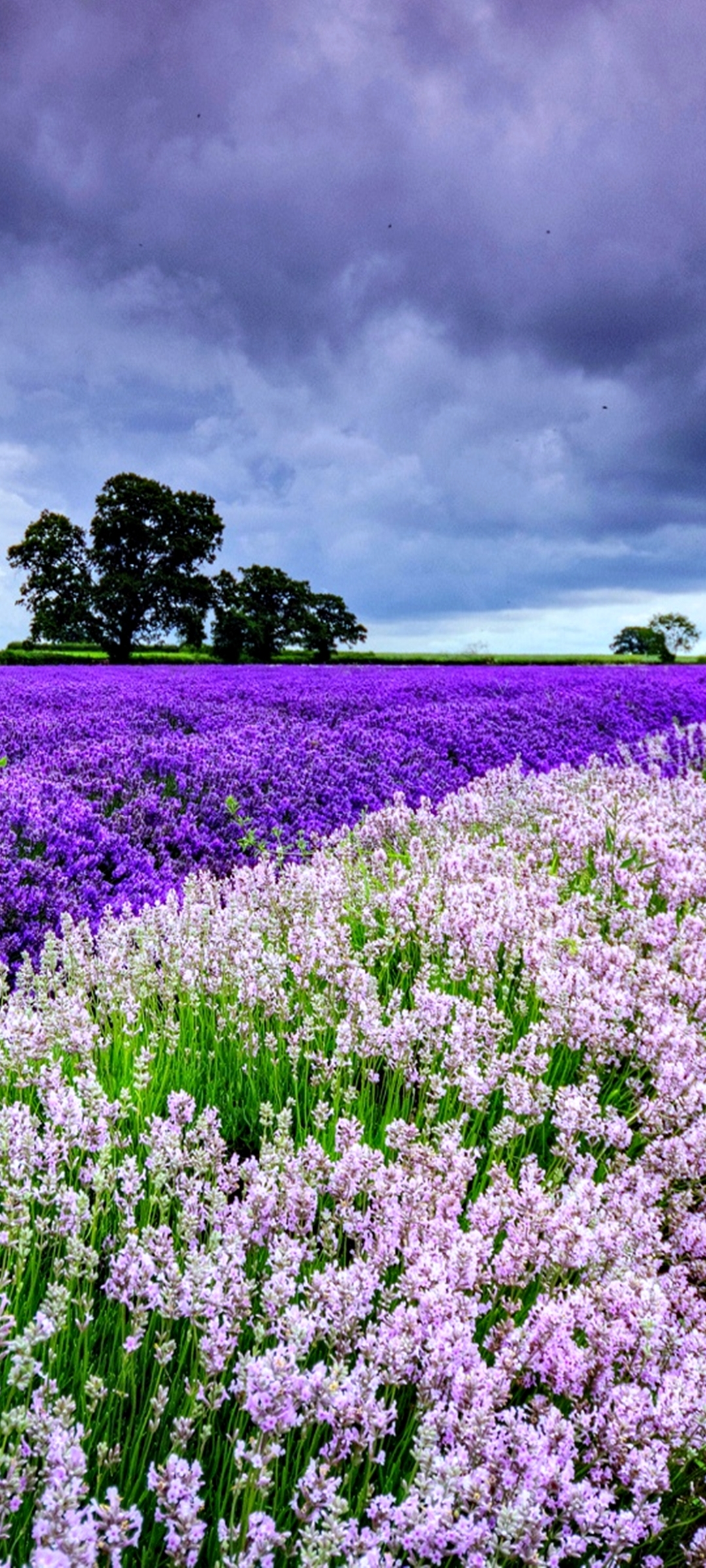 Download mobile wallpaper Landscape, Nature, Flowers, Flower, Earth, Field, Spring, Cloud, Lavender for free.