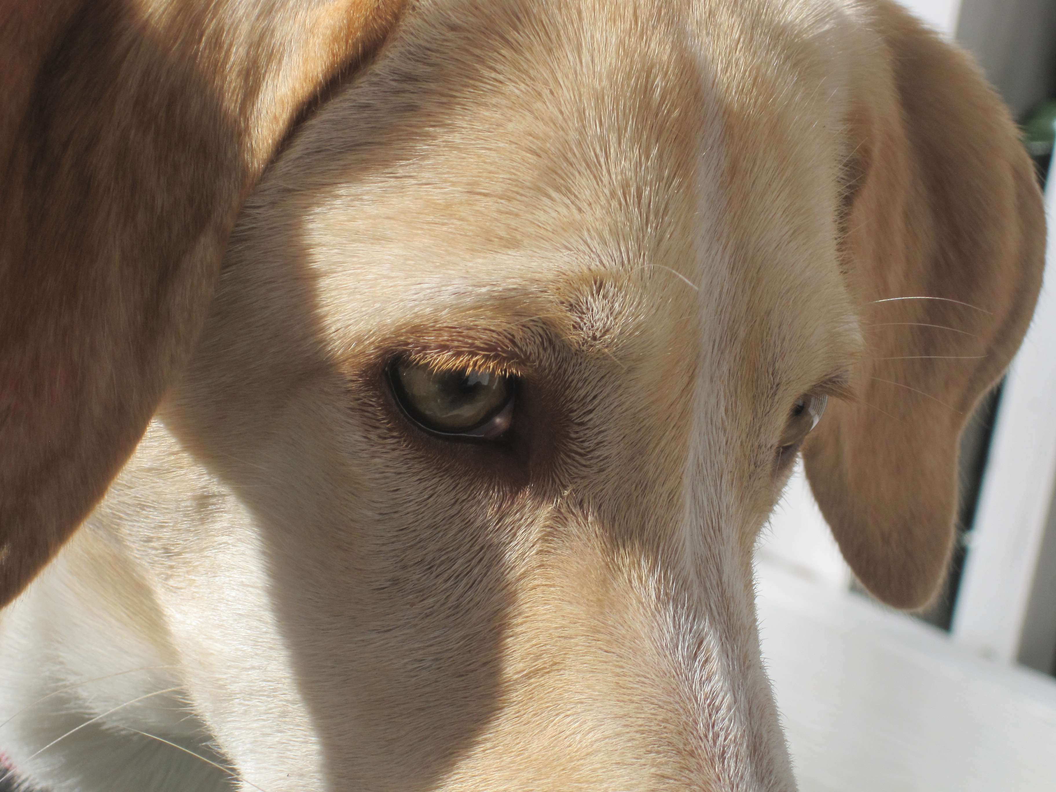 Baixar papel de parede para celular de Animais, Cães, Cão gratuito.