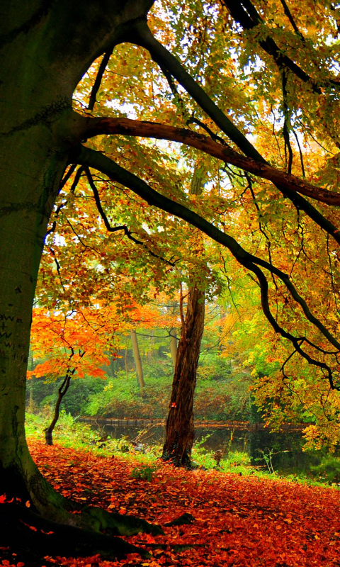 Download mobile wallpaper Trees, Tree, Fall, Earth for free.