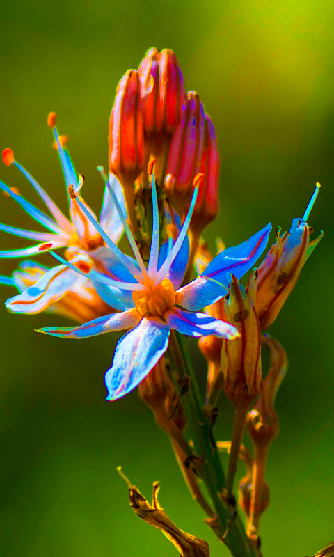 Handy-Wallpaper Natur, Blumen, Blume, Makro, Erde/natur kostenlos herunterladen.