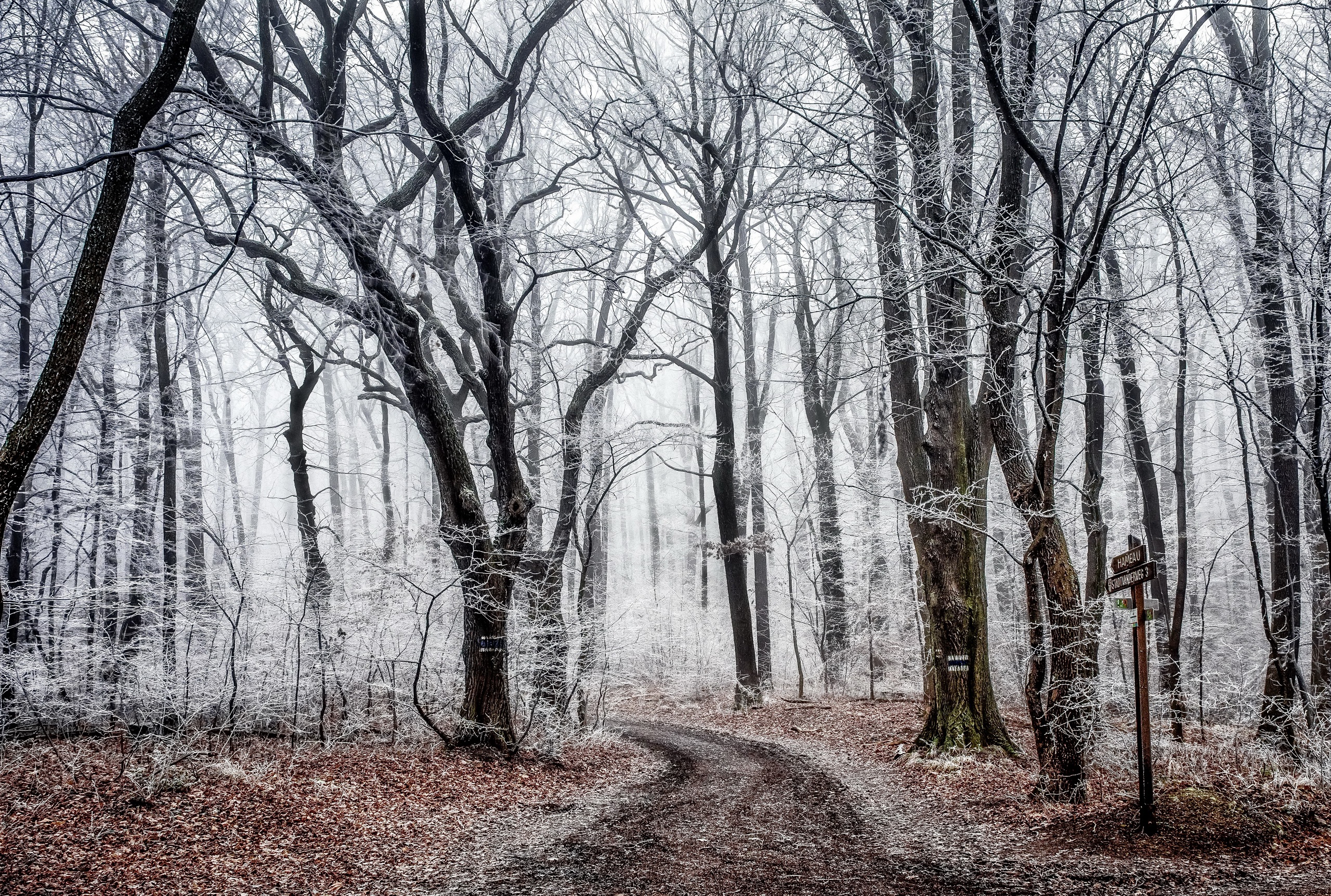 Free download wallpaper Winter, Nature, Forest, Tree, Fog, Earth, Path on your PC desktop