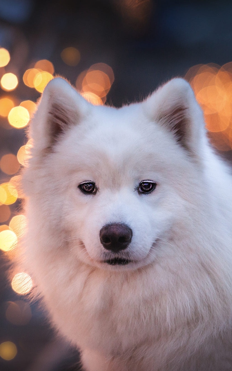 Download mobile wallpaper Dogs, Dog, Animal, Bokeh, Samoyed for free.
