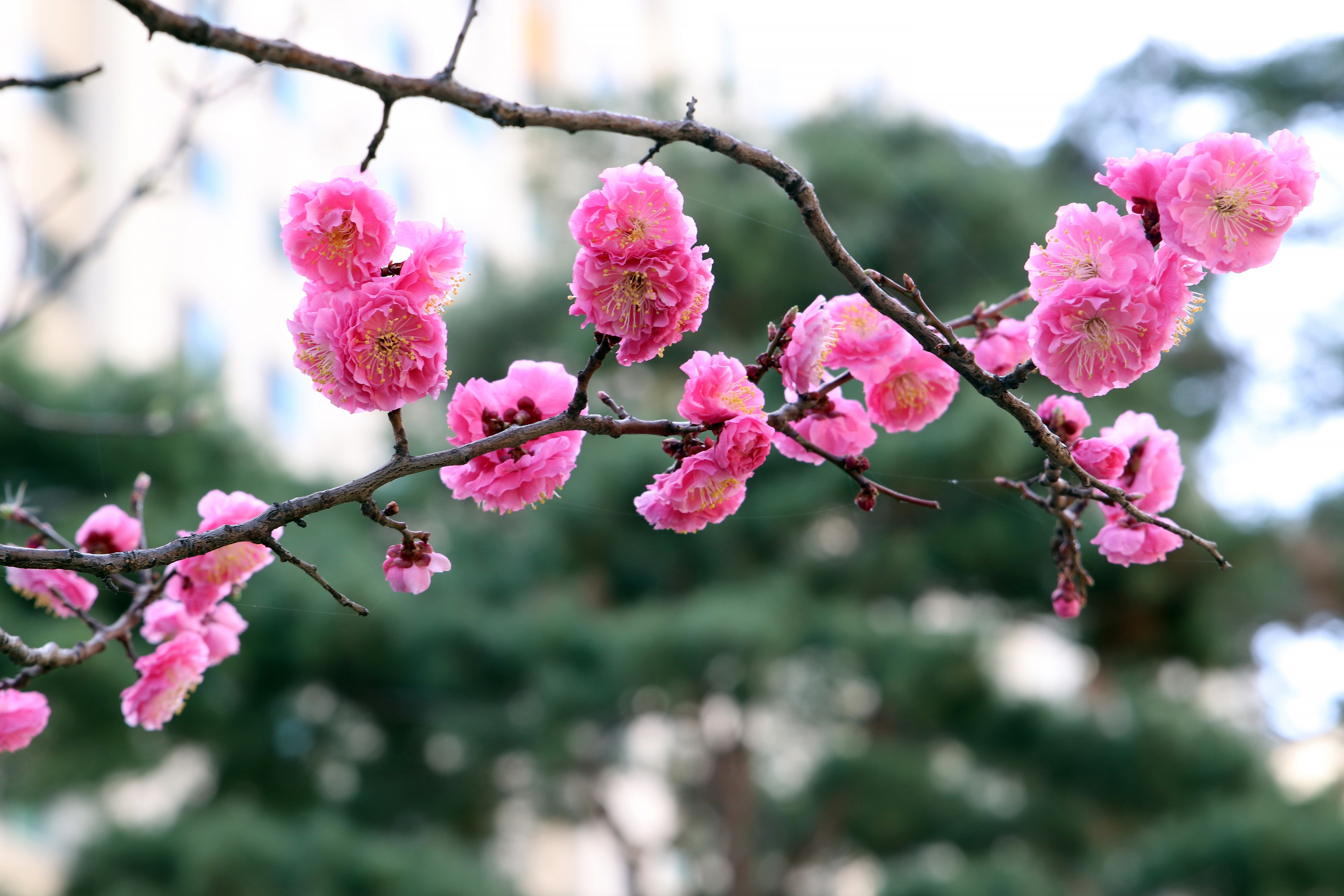 Скачать обои бесплатно Сакура, Весна, Цвести, Земля/природа, Розовый Цветок, Ответвляться картинка на рабочий стол ПК