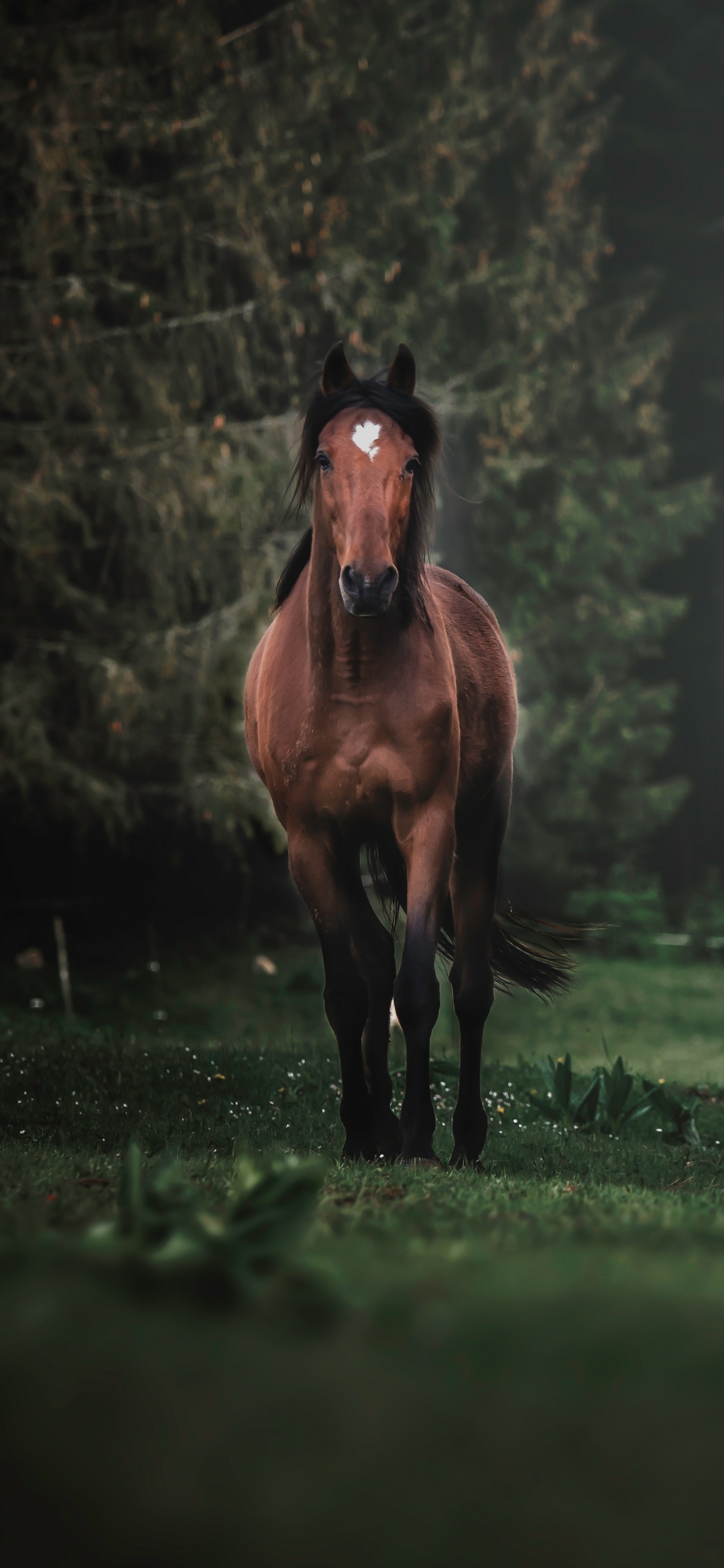 Descarga gratuita de fondo de pantalla para móvil de Animales, Caballo.