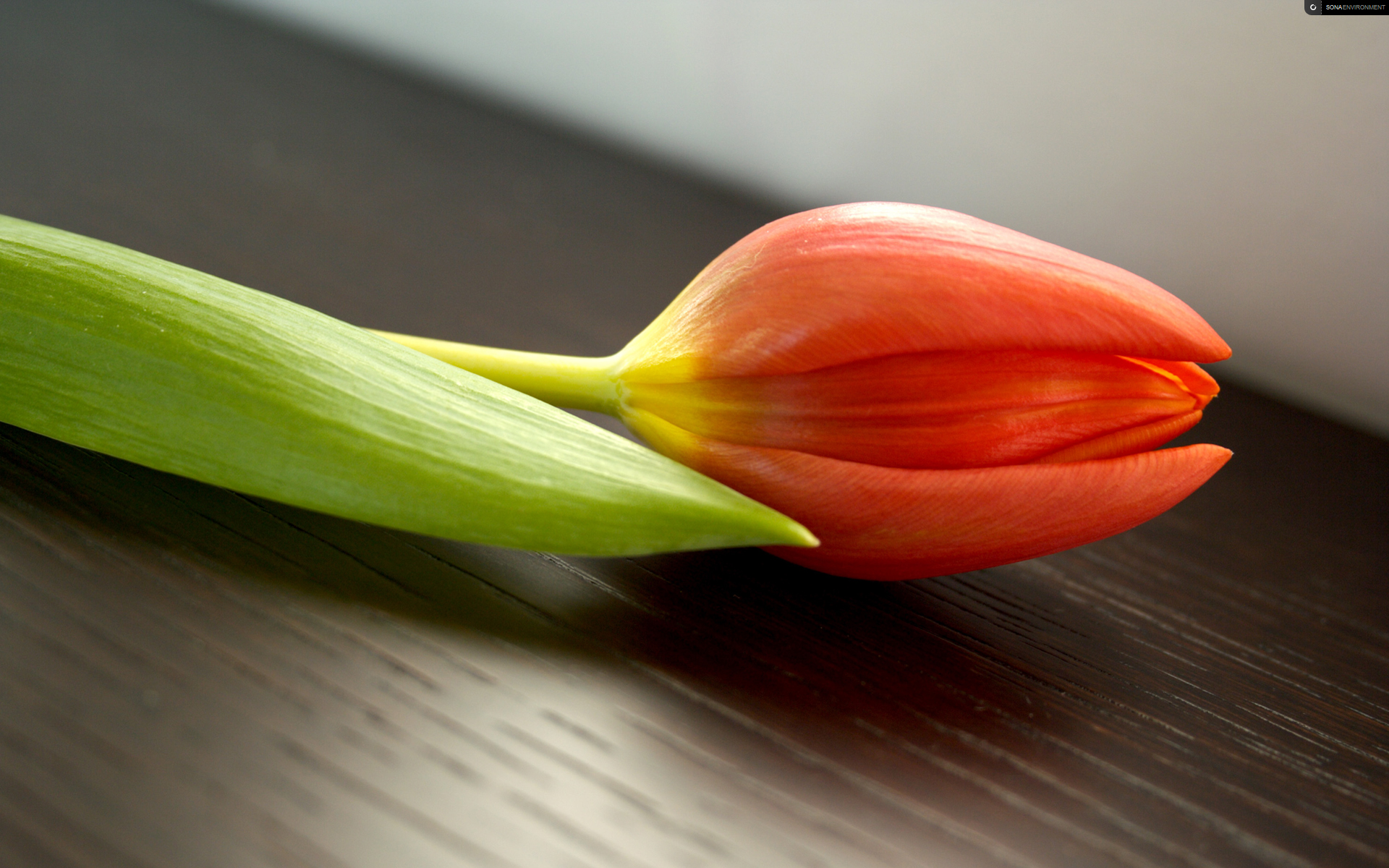 167806 télécharger l'image tulipe, terre/nature, fleurs - fonds d'écran et économiseurs d'écran gratuits