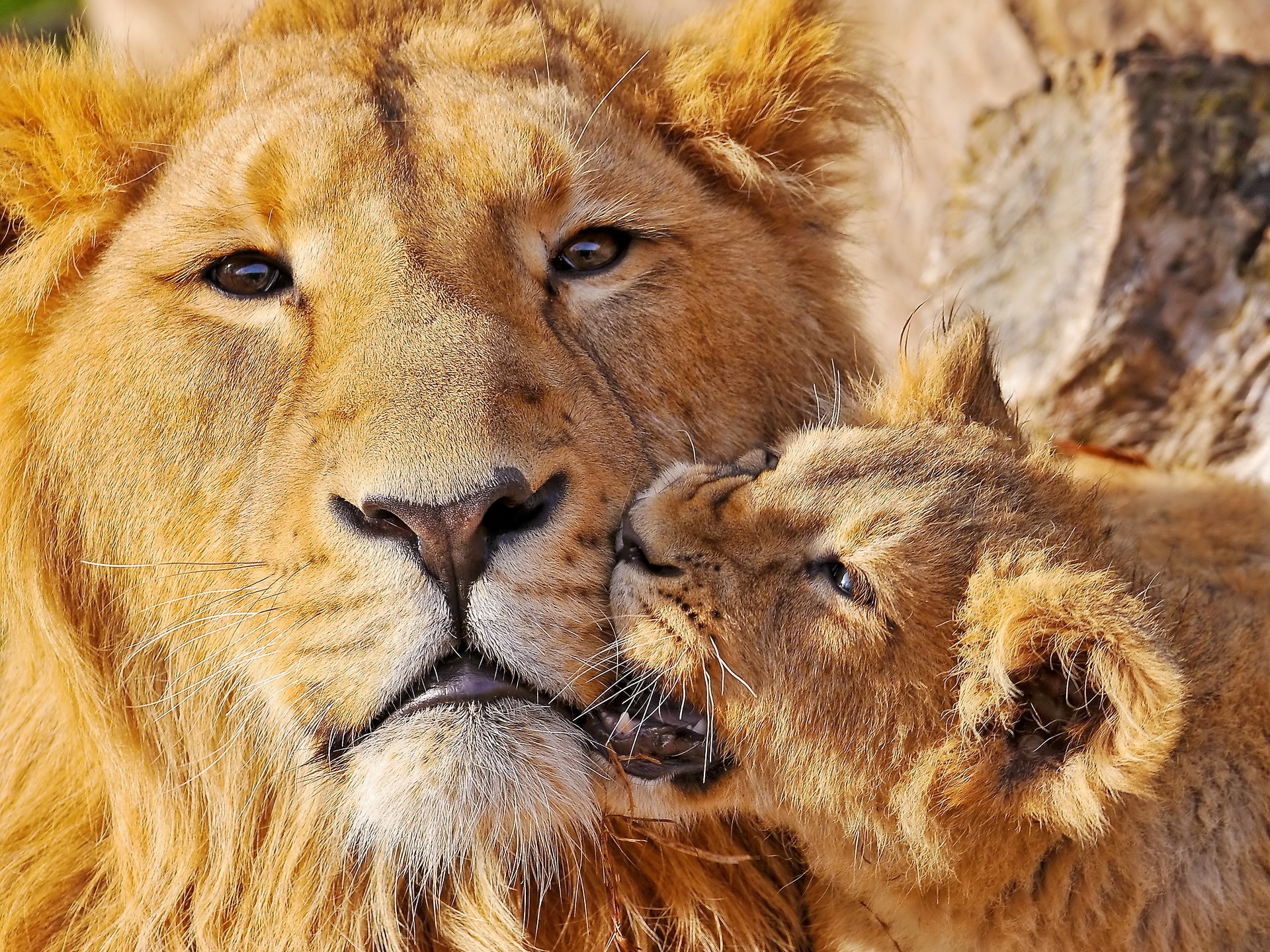 118366 descargar imagen joven, animales, bozal, un leon, león, juguetón, cuidado, joey: fondos de pantalla y protectores de pantalla gratis